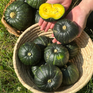 제주 미니 뉴질랜드 단호박 밤호박 보우짱 2kg 3kg 5kg 맛있게 먹은 솔직 후기 - 상품 이미지 1