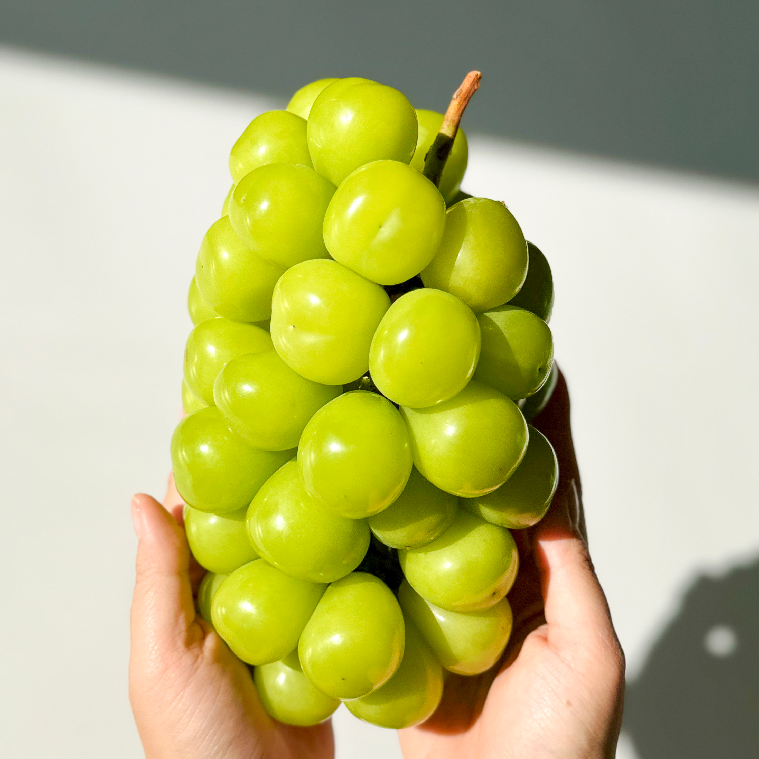 알큰 샤인머스켓 접대 선물 고당도포도 17Brix, 700g, 3개 - 상세 이미지 4