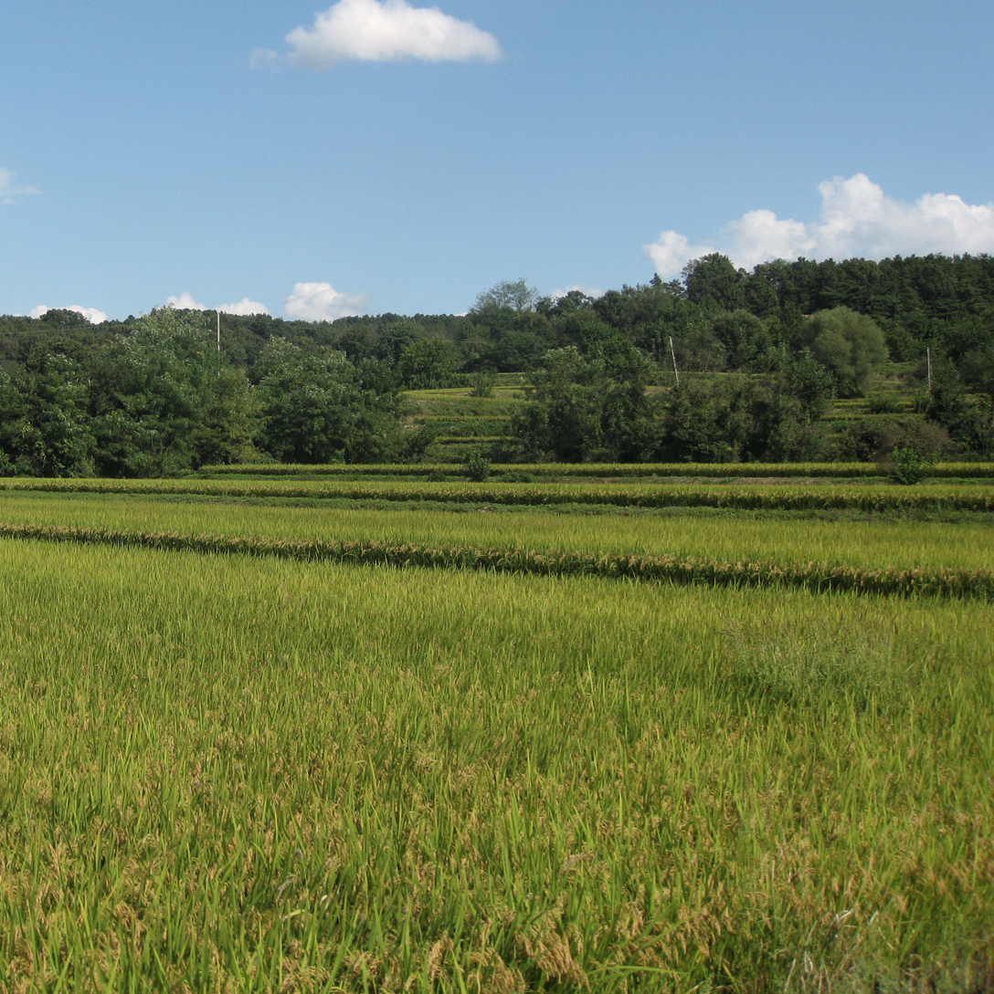 헤트라스 심콩 퍼퓸 탈모 샴푸 대용량 1013ml 플라워스토어