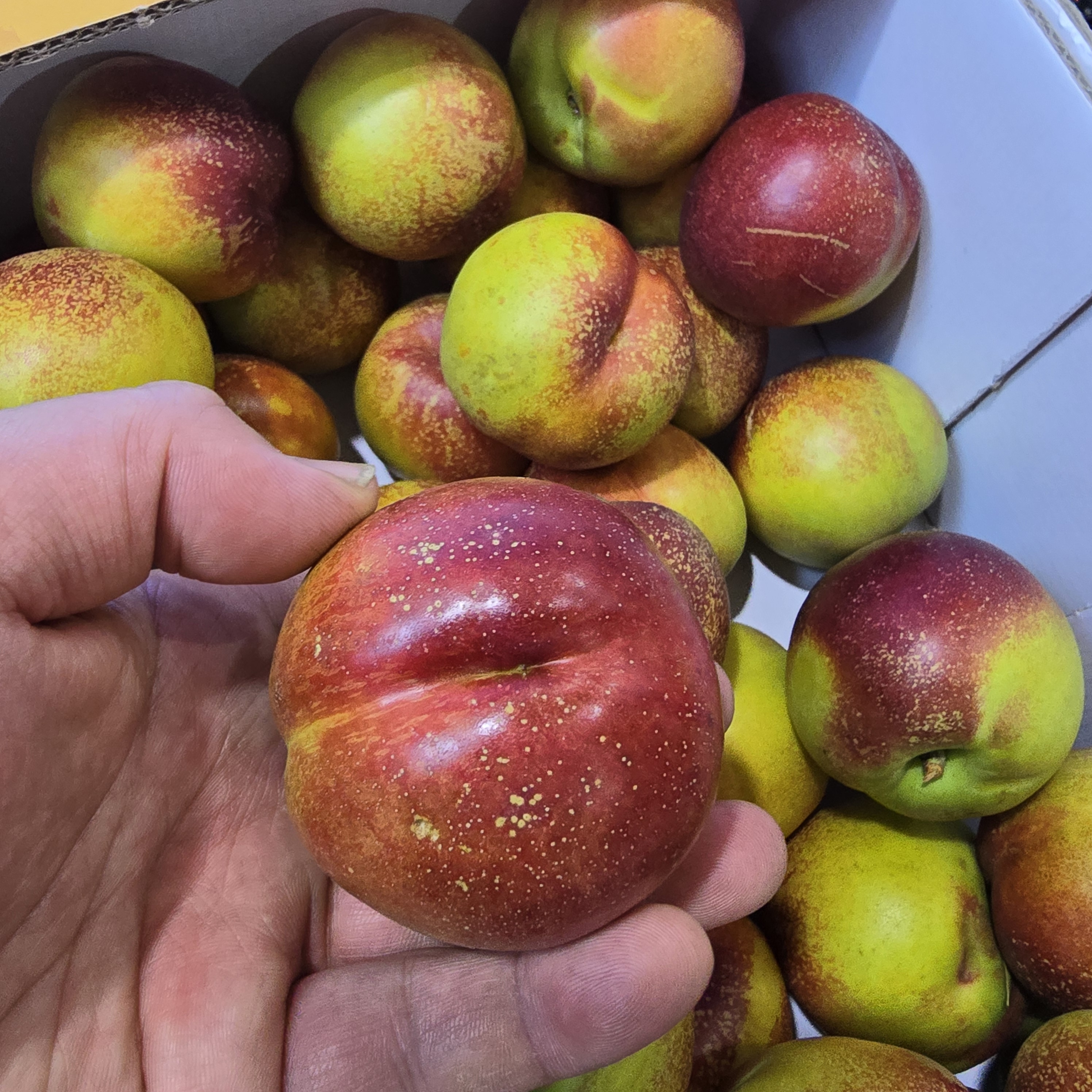 신선마켓 망고복숭아 옐로우드림 로얄과, 1kg, 1개 - 상품 이미지