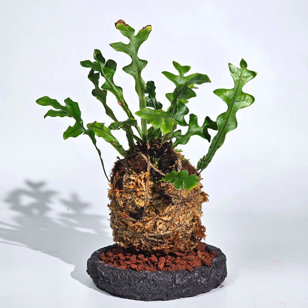 희귀식물 드라이나리아 보니 고사리 수태볼세트 이끼볼