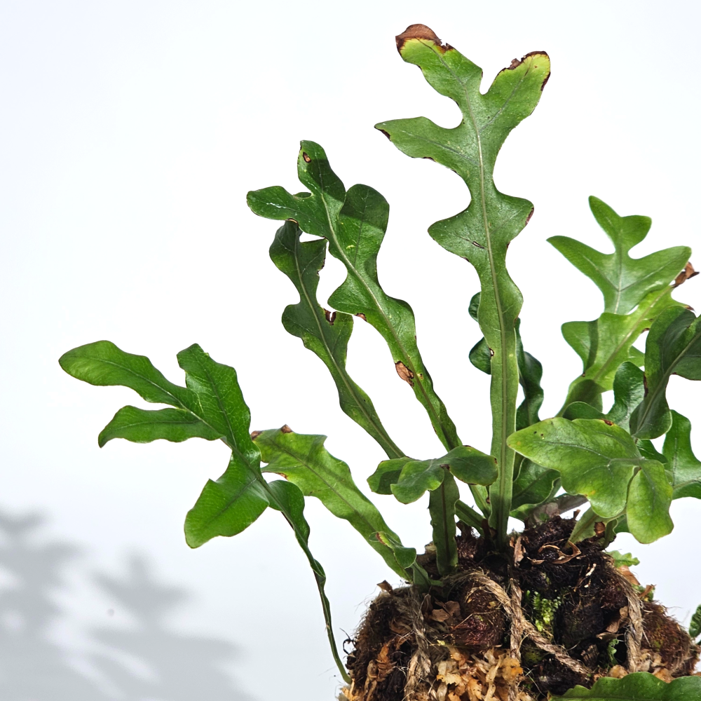 희귀식물 드라이나리아 보니 고사리 수태볼세트 이끼볼