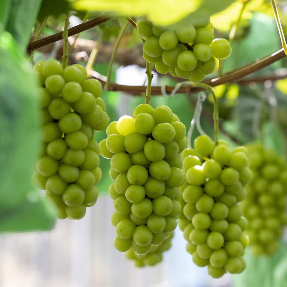 샤인머스캣 제철샤인머스켓 김천포도 상주 고당도 여름 껍질째먹는 씨없는포도 2kg, 1개