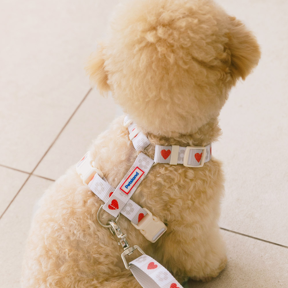 강아지 하네스 소형견 H형 하네스 가슴줄 목줄 하트팝