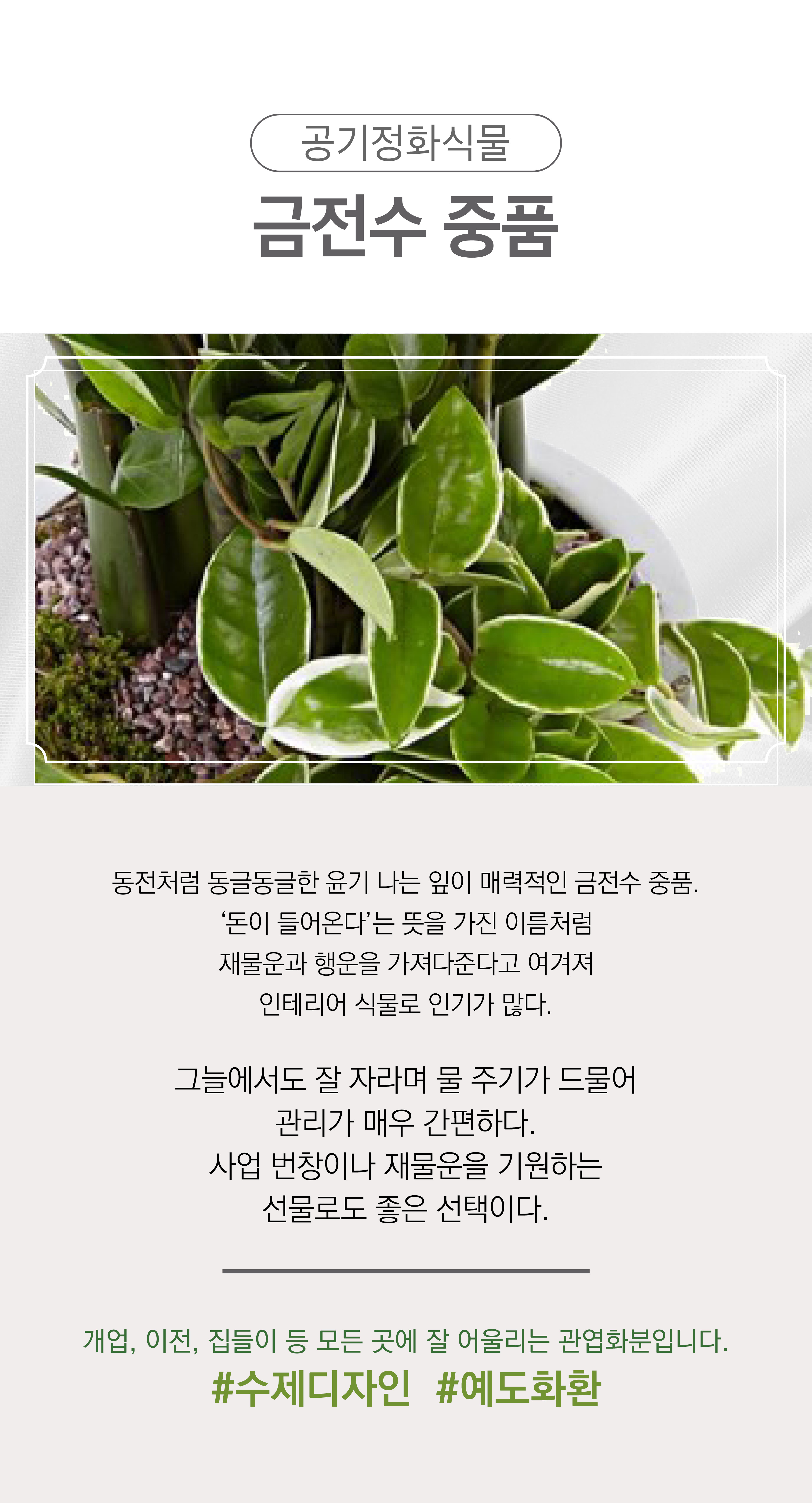 금전수 돈나무 개업 이전 취임 승진 개업식 축하 화분 예도화환 관엽 전국꽃배달서비스 - 상세 이미지 2