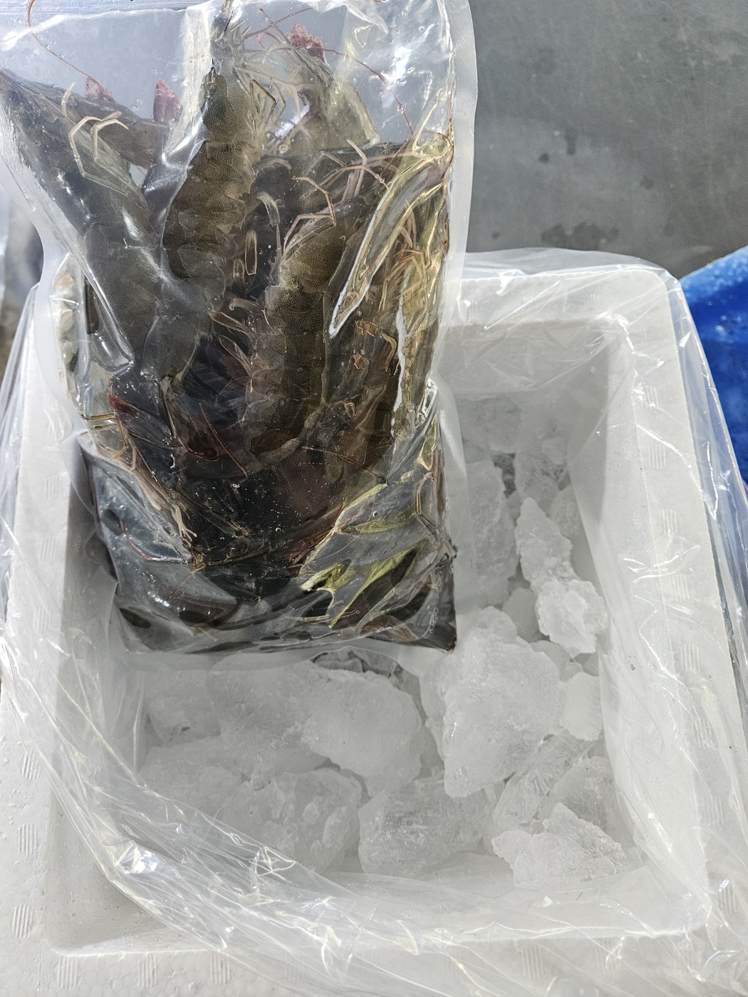 제철맞은 국산 왕새우 1kg 30미 내외 흰다리새우 생물 살아있는 활새우 1kg - 상세 이미지 5