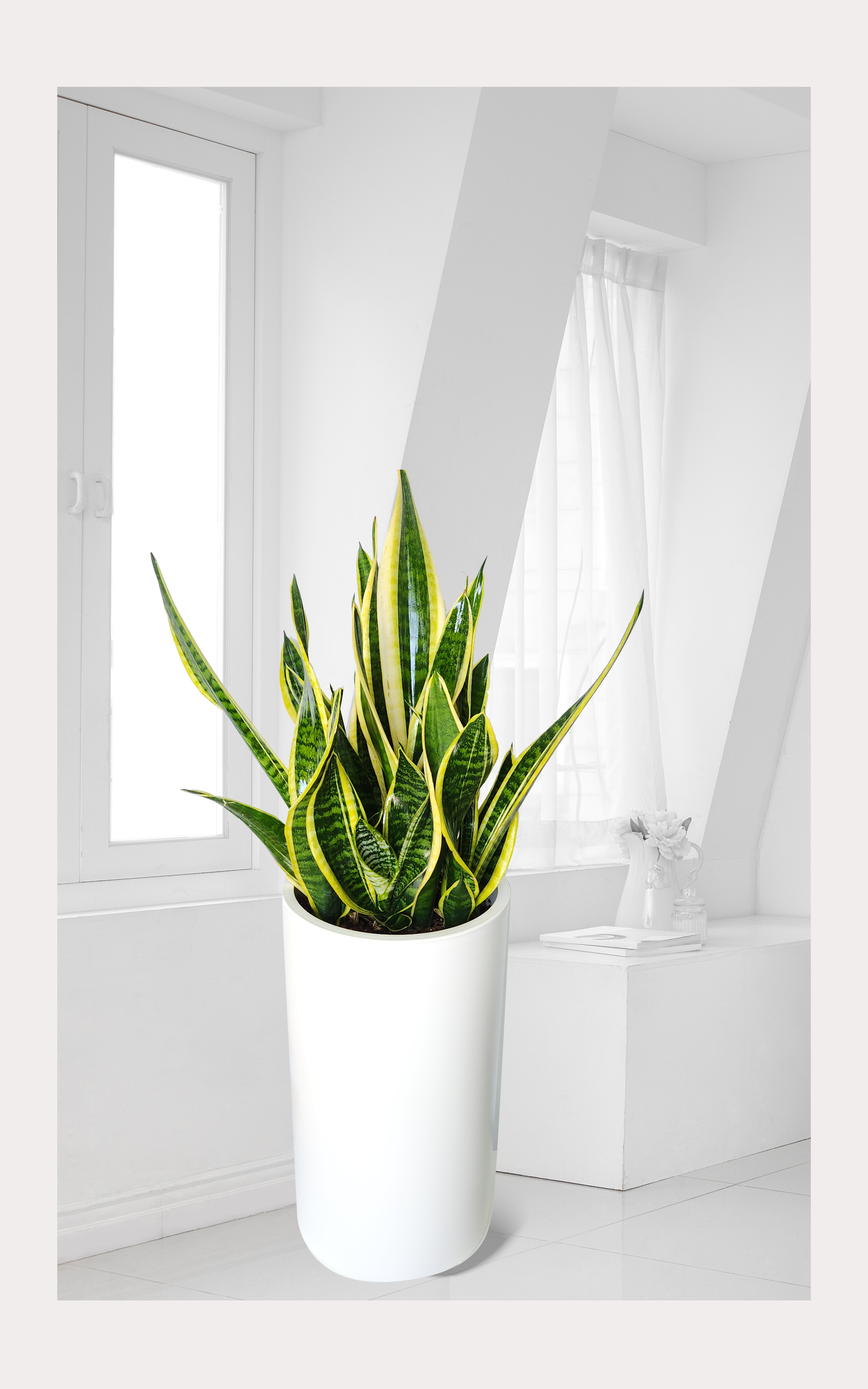 산세베리아 대품 개업 이취임 승진난 개업식 축하화분 공기정화식물 사무실 이전 전국배송