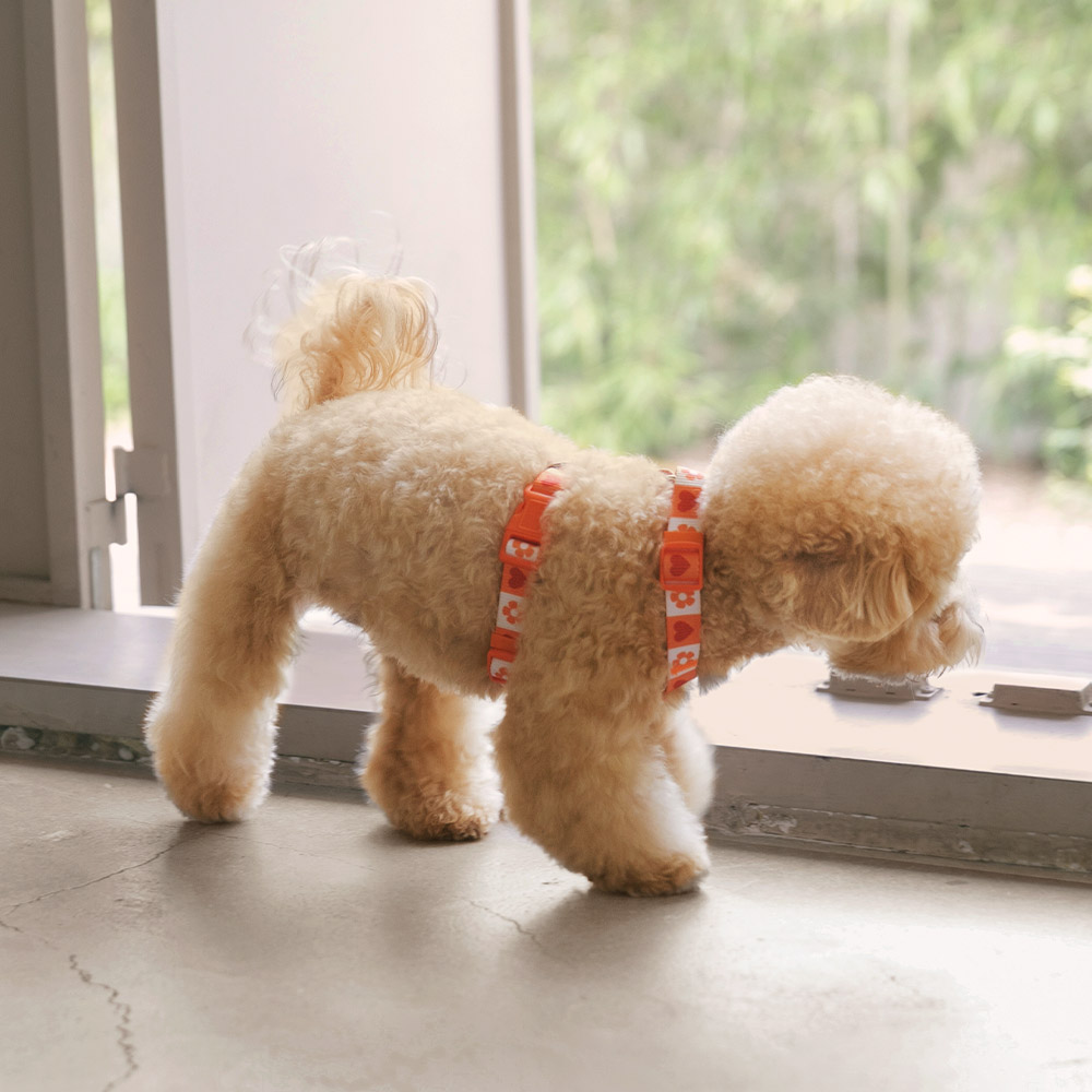 강아지 하네스 소형견 H형 하네스 세트 가슴줄 목줄 하트팝