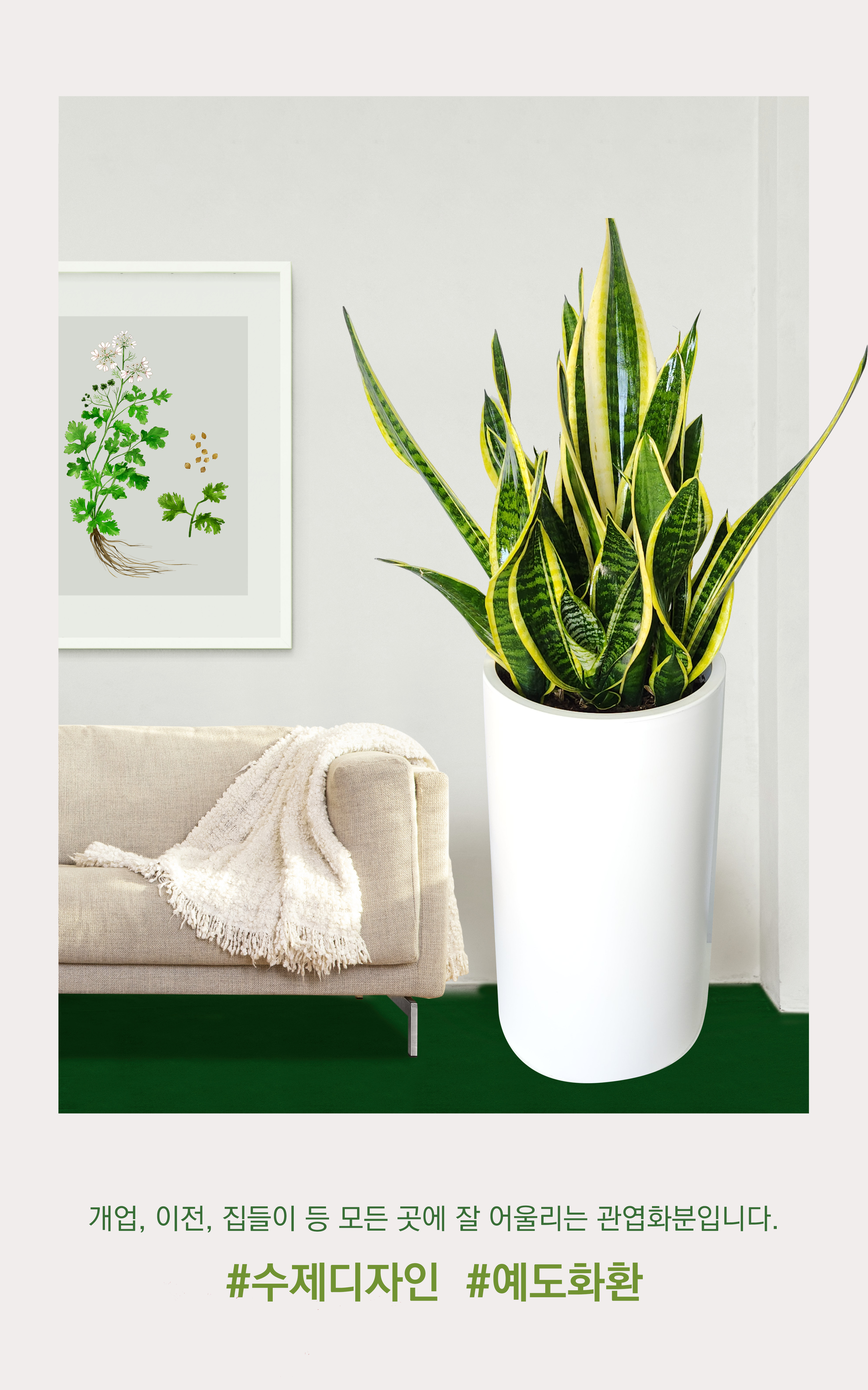 산세베리아 대품 개업 이취임 승진난 개업식 축하화분 공기정화식물 사무실 이전 전국배송