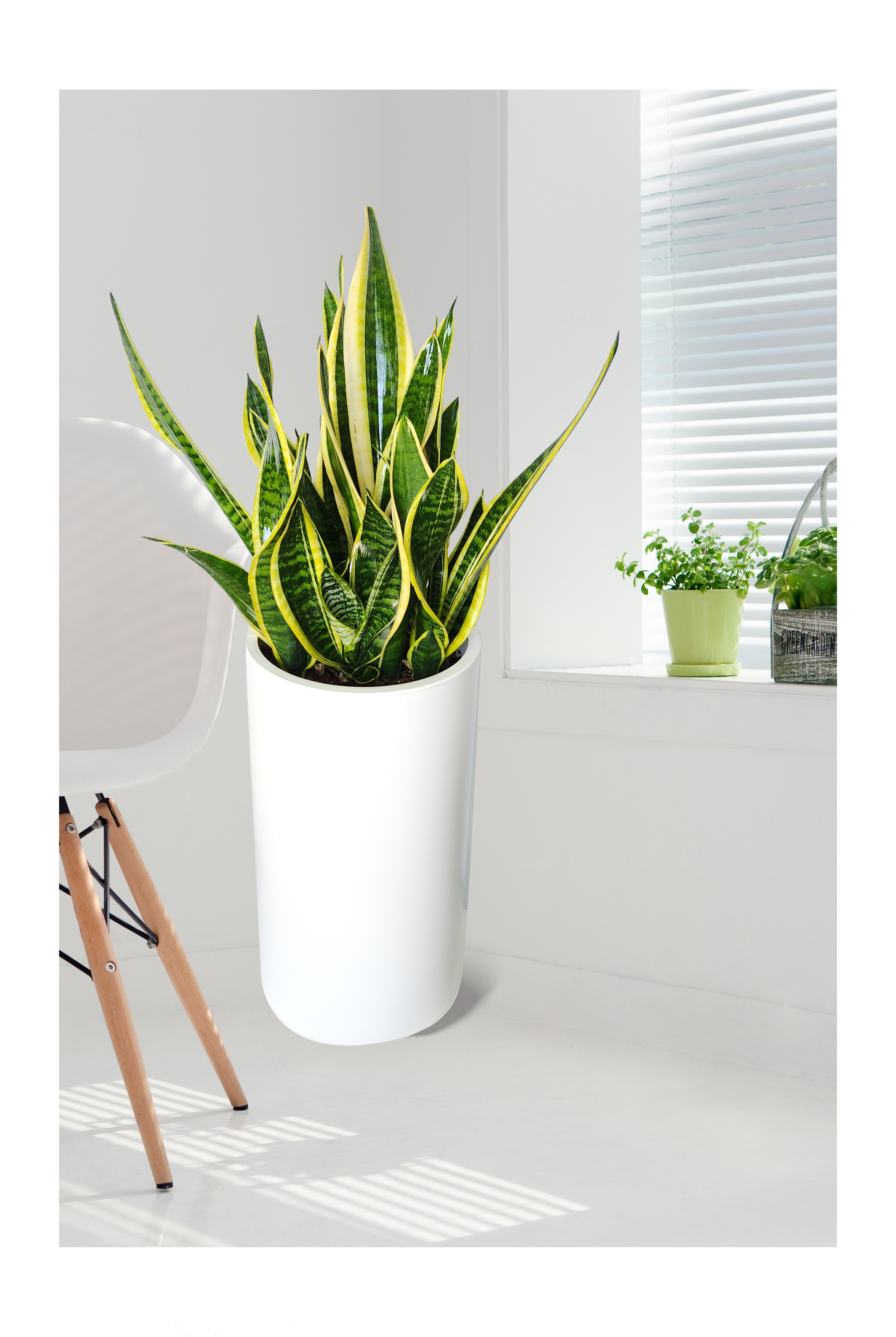 산세베리아 대품 개업 이취임 승진난 개업식 축하화분 공기정화식물 사무실 이전 전국배송