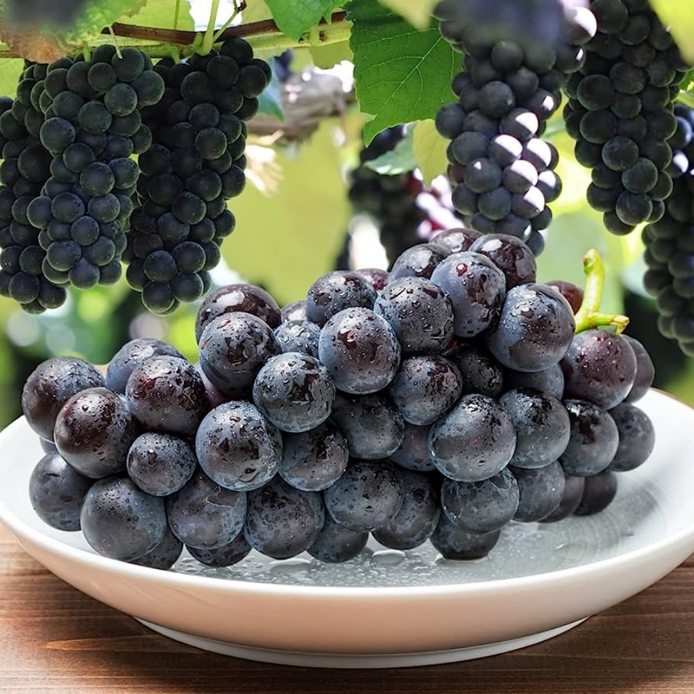 거봉포도 김천포도 영천 경산 제철 고당도 국산 여름 하우스 2kg, 1개