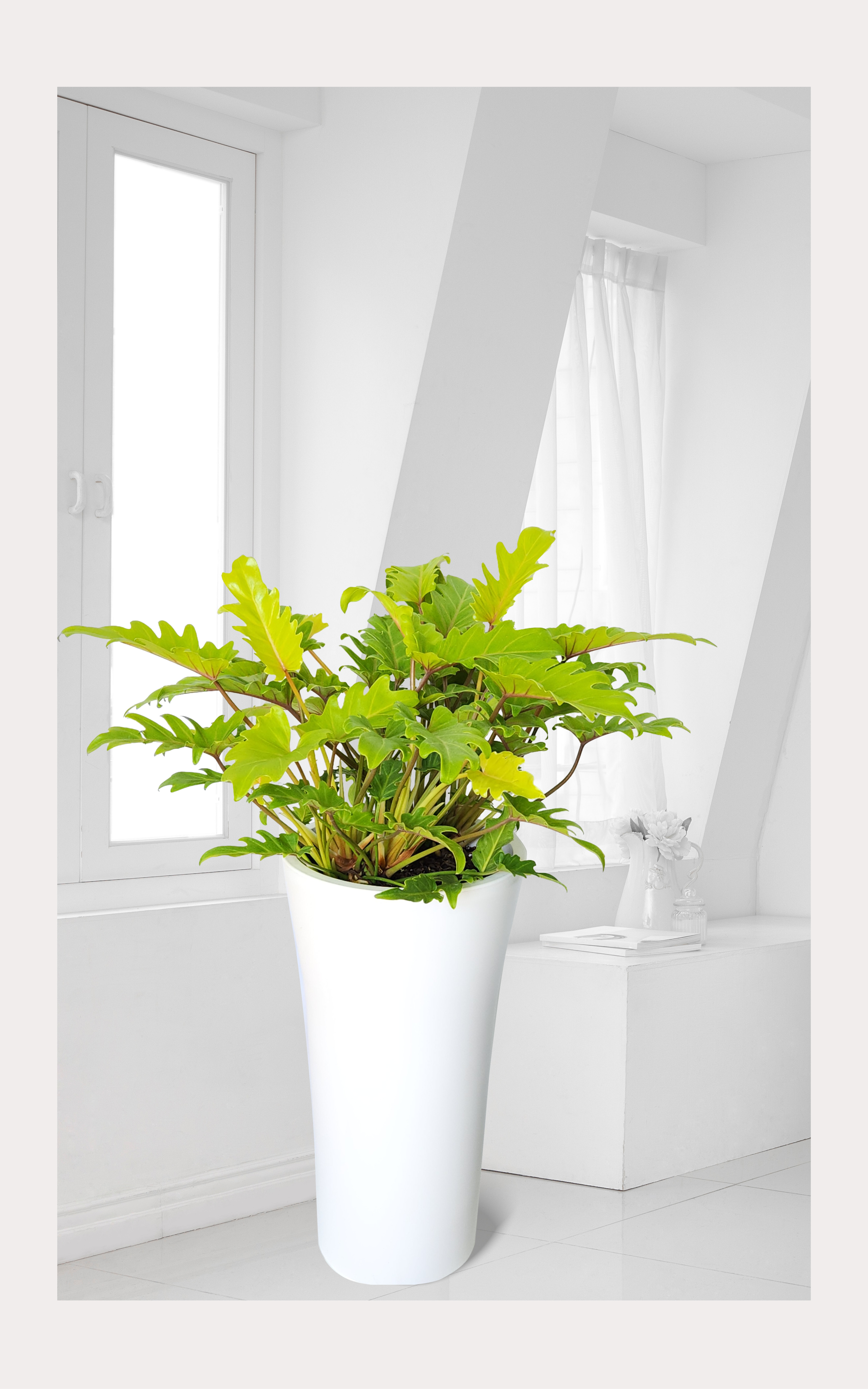 셀렘 대품 개업 이취임 승진난 개업식 축하화분 공기정화식물 사무실 이전 전국배송