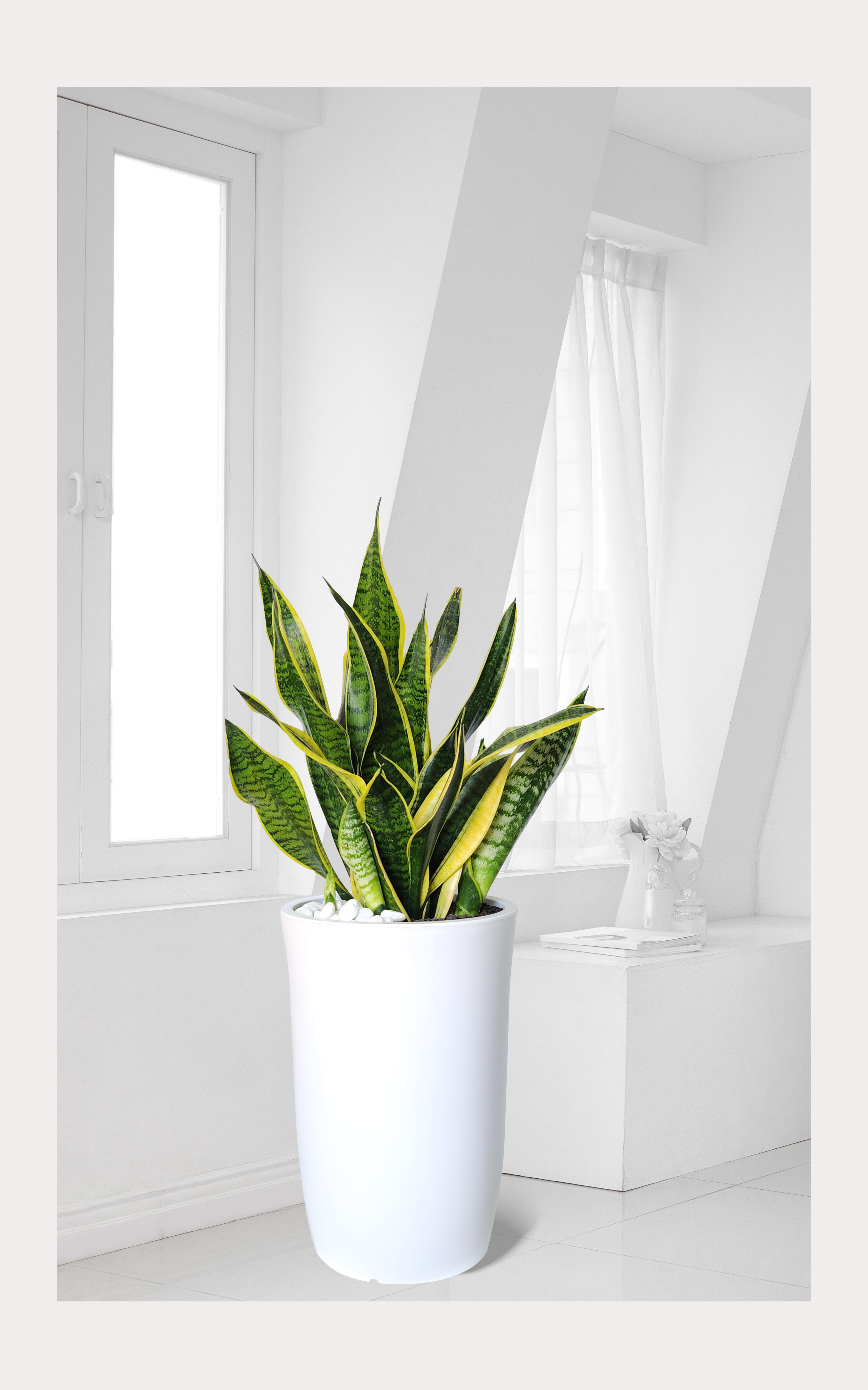 산세베리아 중품 개업 이취임 승진난 개업식 축하화분 공기정화식물 사무실 이전 전국배송