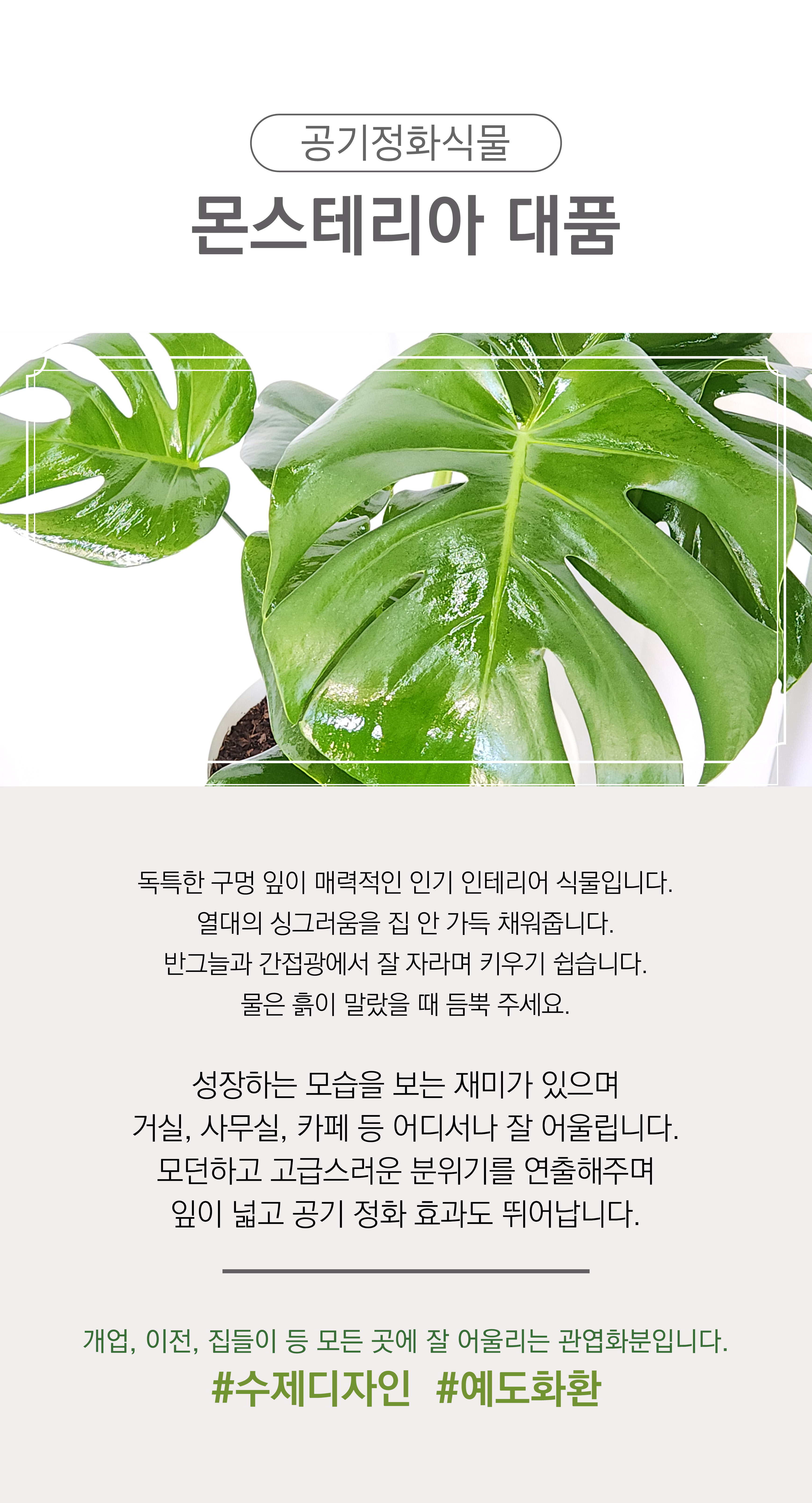 몬스테리아 대품 개업 이취임 승진난 개업식 축하화분 공기정화식물 사무실 이전 전국배송