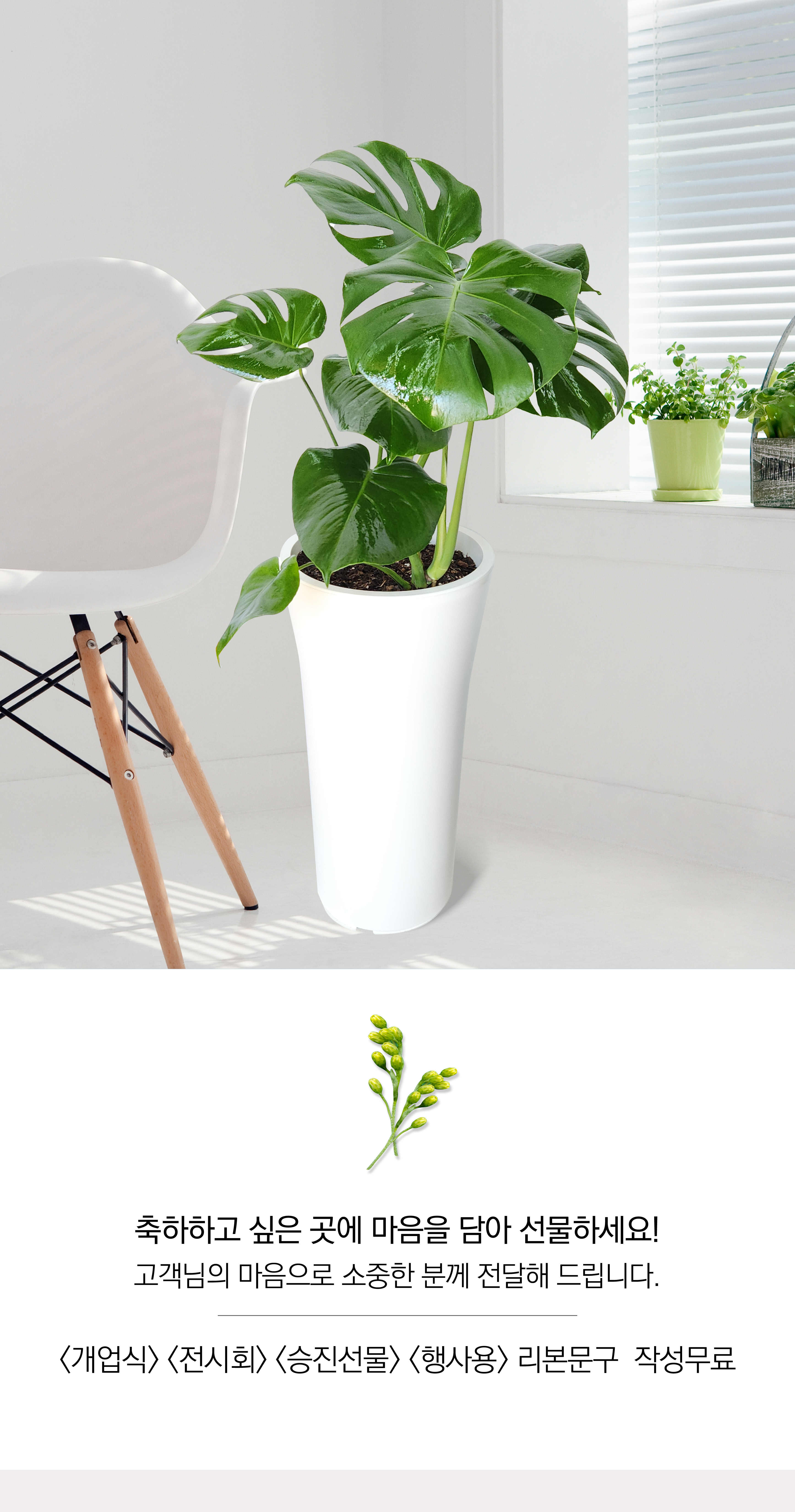 몬스테리아 대품 개업 이취임 승진난 개업식 축하화분 공기정화식물 사무실 이전 전국배송