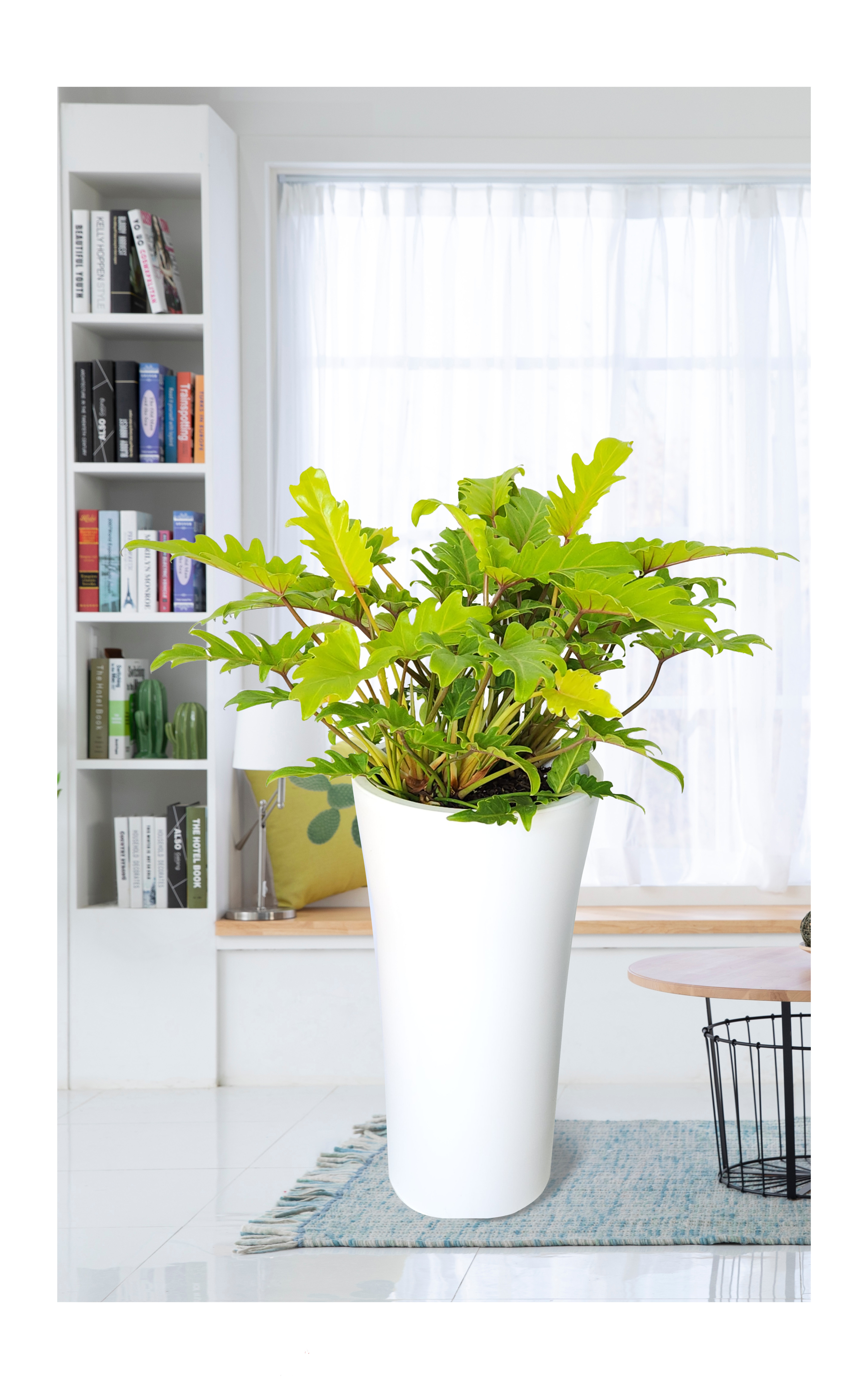 셀렘 대품 개업 이취임 승진난 개업식 축하화분 공기정화식물 사무실 이전 전국배송