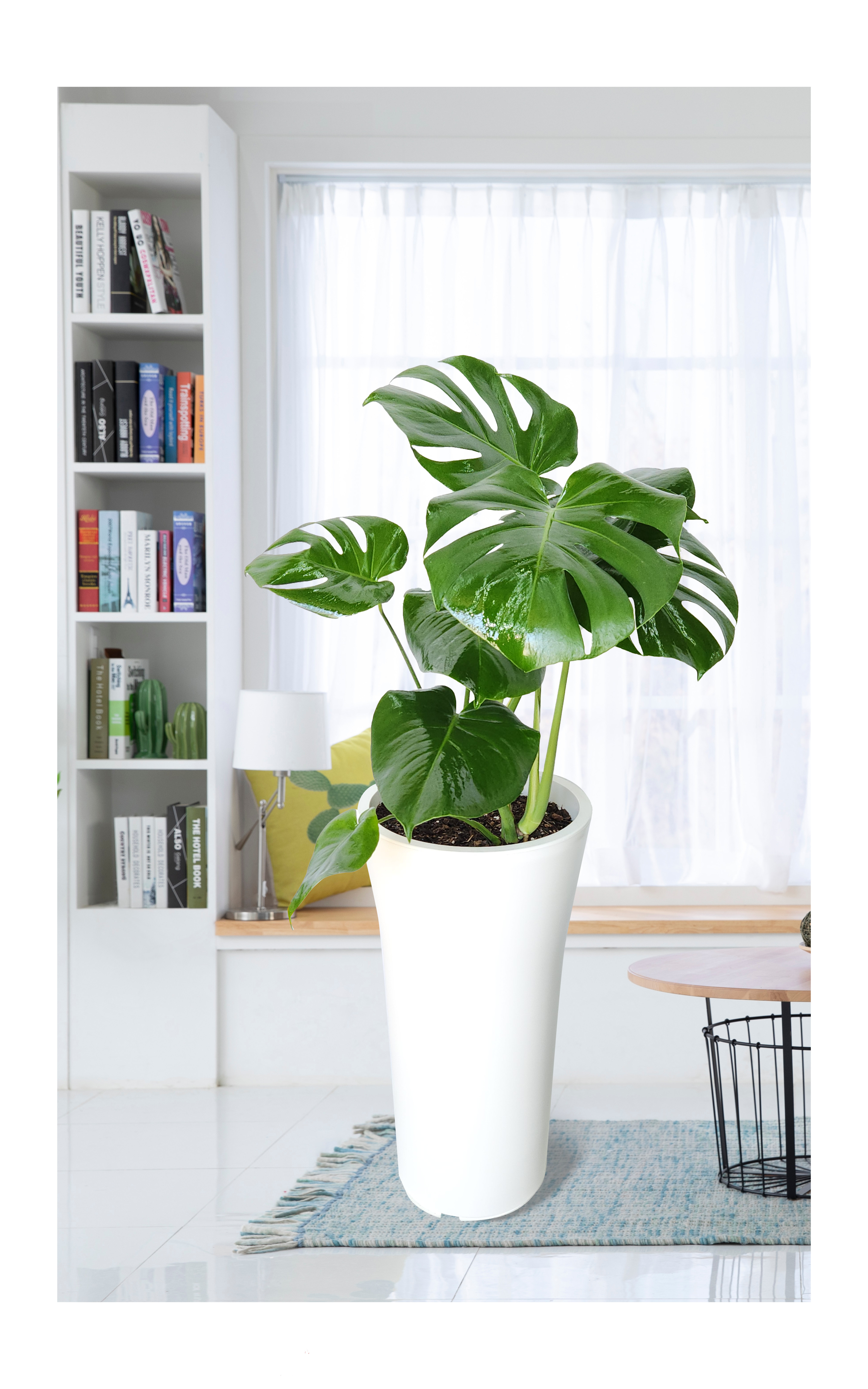 몬스테리아 대품 개업 이취임 승진난 개업식 축하화분 공기정화식물 사무실 이전 전국배송