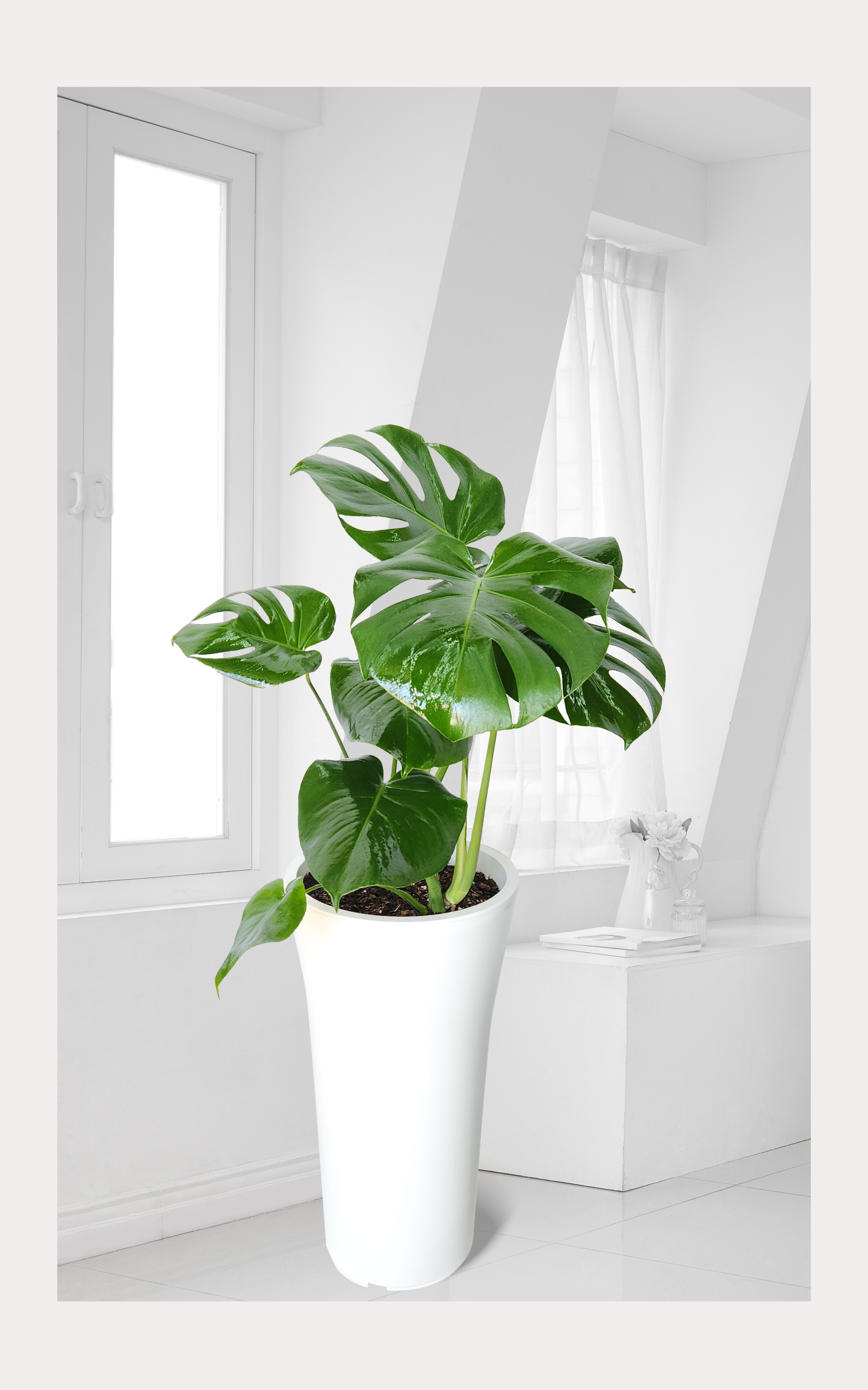 몬스테리아 대품 개업 이취임 승진난 개업식 축하화분 공기정화식물 사무실 이전 전국배송