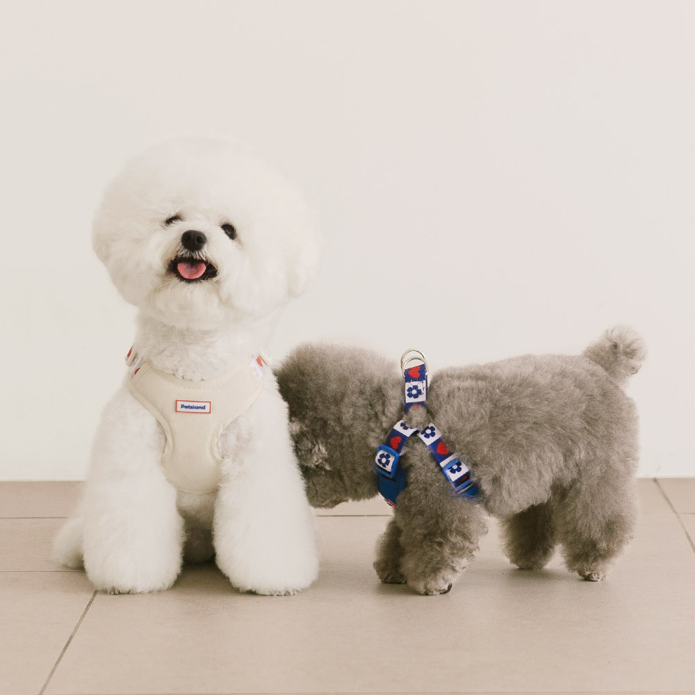 강아지 하네스 소형견 X형 H형 하네스 세트 하트팝