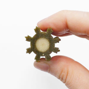 벨라맥스 SBS TV 동물농장 수의사 강아지 영양제 치아 관리 덴탈껌 코... 솔직 후기 | 실제 사용자 리뷰 총정리 - 상품 이미지 4