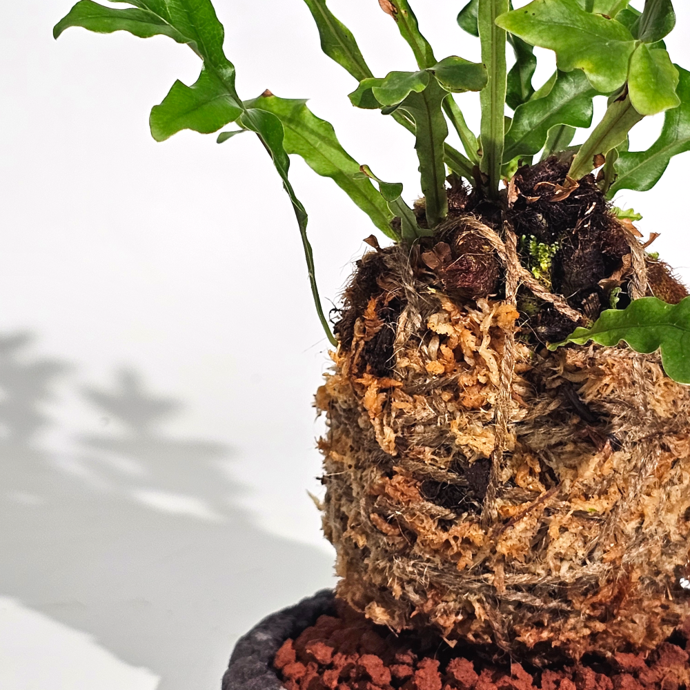 희귀식물 드라이나리아 보니 고사리 수태볼세트 이끼볼