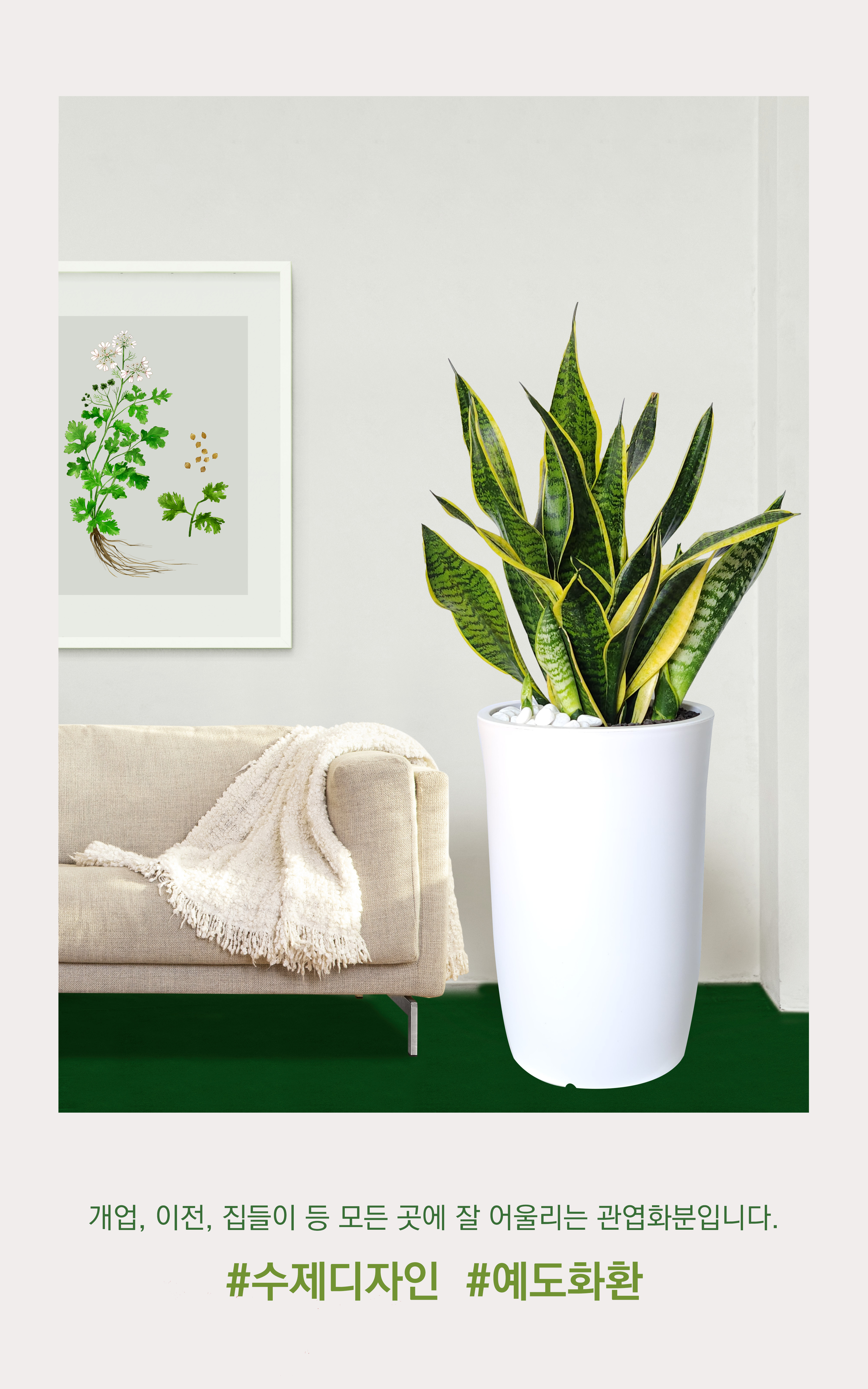 산세베리아 중품 개업 이취임 승진난 개업식 축하화분 공기정화식물 사무실 이전 전국배송