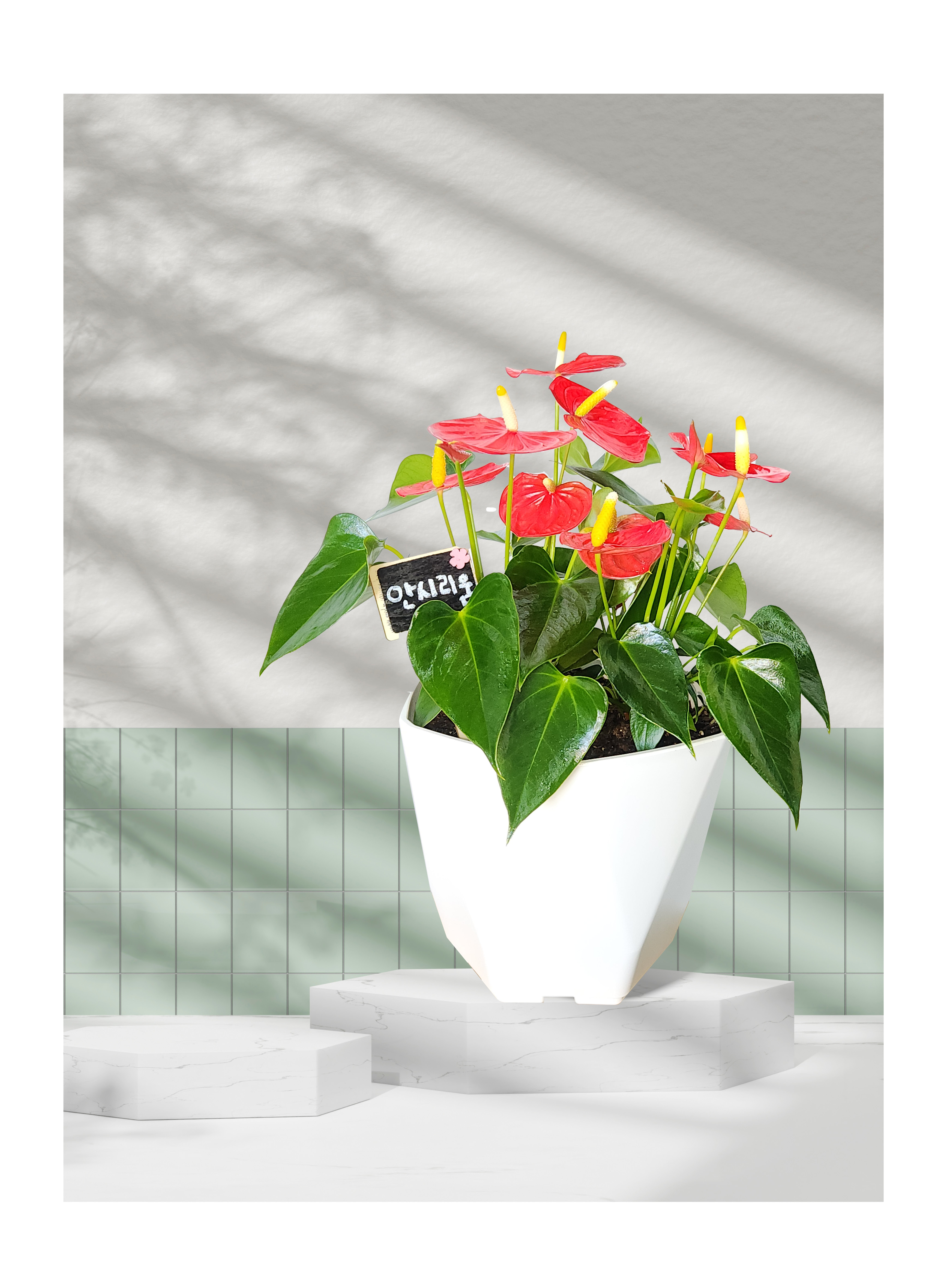 안시리움 중품 개업 이취임 승진난 개업식 축하화분 사무실 이전 집들이 전국배송