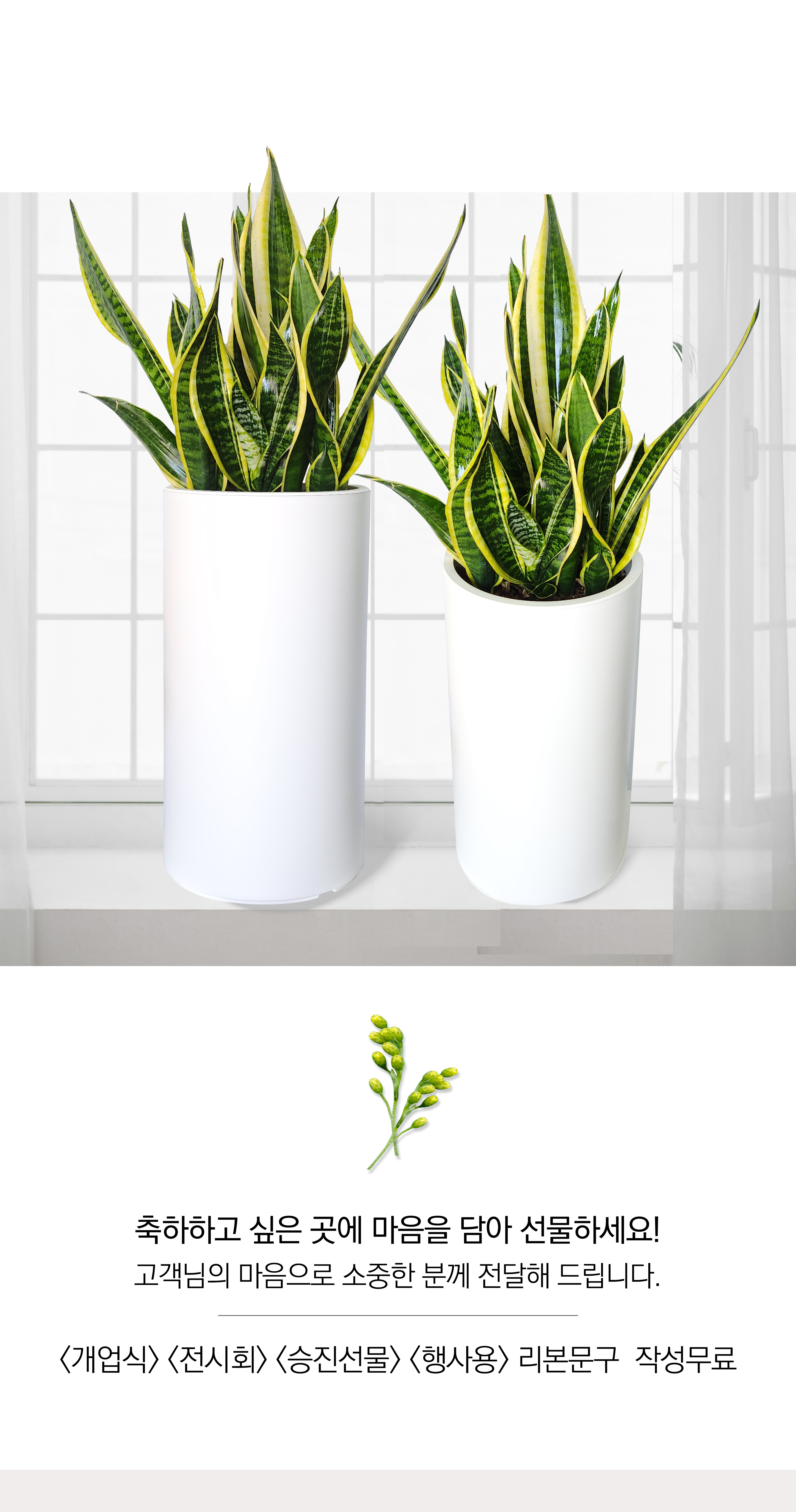 산세베리아 대품 개업 이취임 승진난 개업식 축하화분 공기정화식물 사무실 이전 전국배송