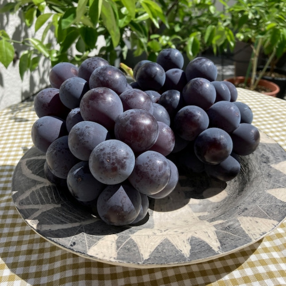 거봉포도 김천포도 영천 경산 제철 고당도 국산 여름 하우스 1kg, 1개