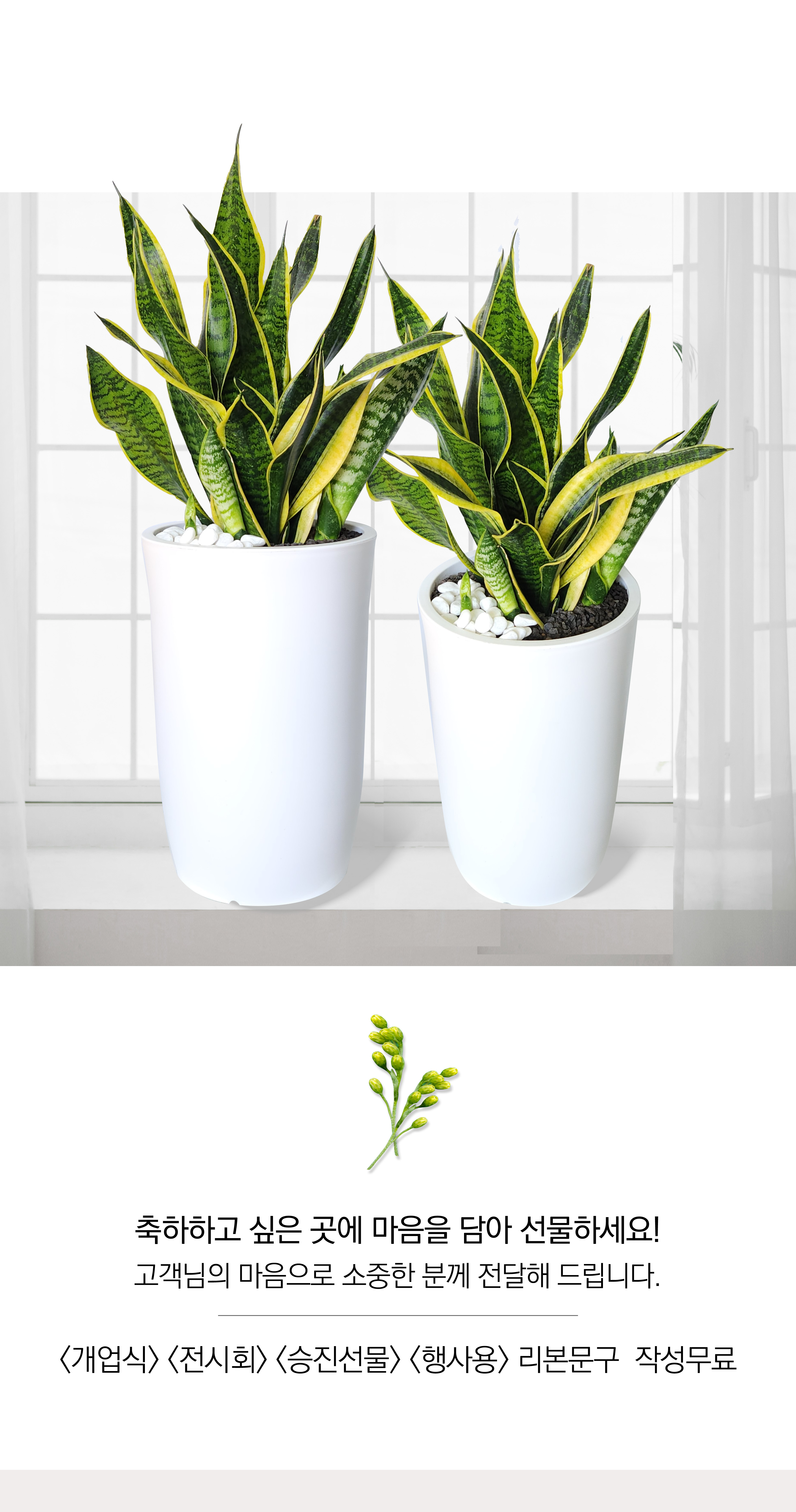 산세베리아 중품 개업 이취임 승진난 개업식 축하화분 공기정화식물 사무실 이전 전국배송