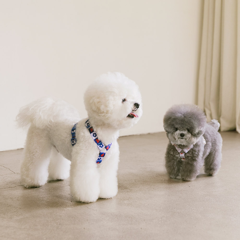 강아지 하네스 소형견 H형 하네스 세트 가슴줄 목줄 하트팝