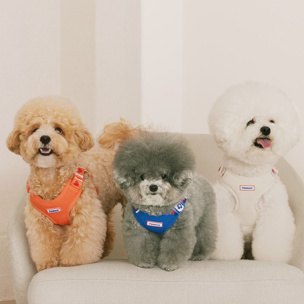 강아지 하네스 소형견 X형 H형 하네스 세트 하트팝 이미지 4