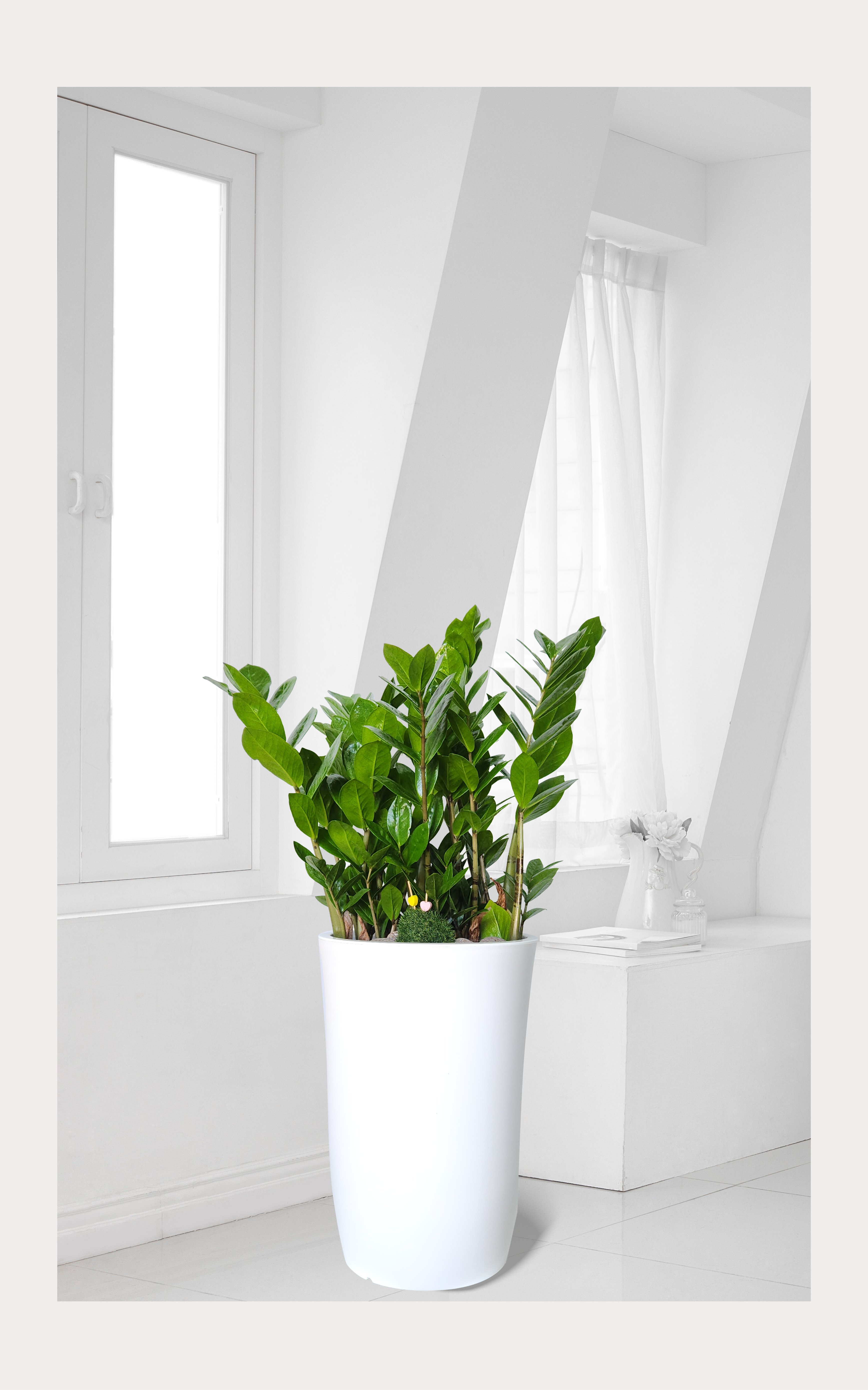 금전수 돈나무 개업 이전 취임 승진 개업식 축하 화분 예도화환 관엽 전국꽃배달서비스