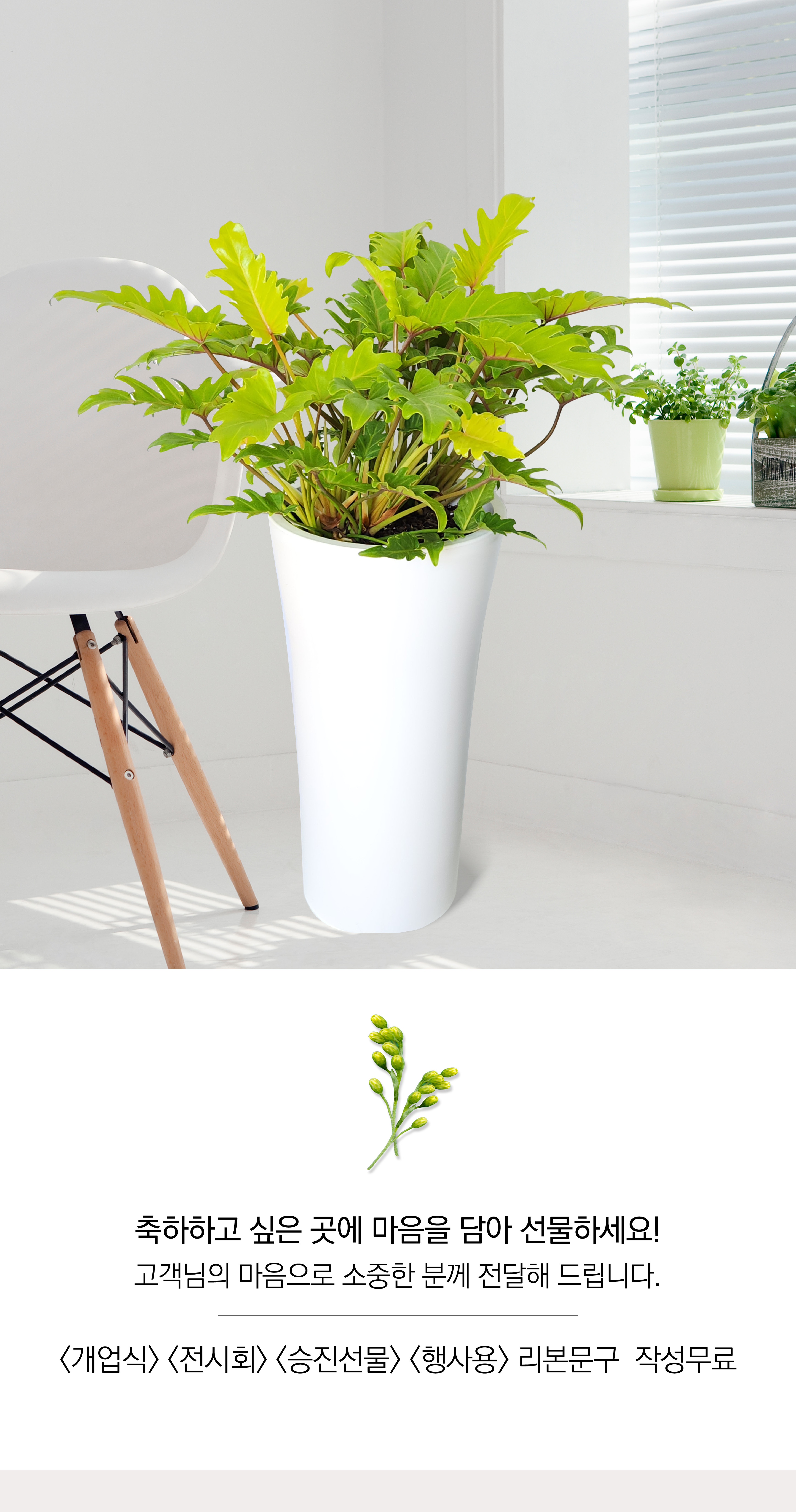 셀렘 대품 개업 이취임 승진난 개업식 축하화분 공기정화식물 사무실 이전 전국배송