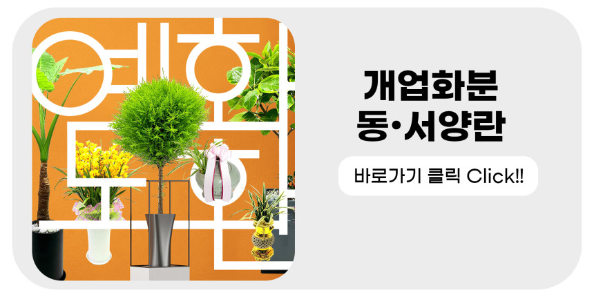 금전수 돈나무 개업 이전 취임 승진 개업식 축하 화분 돈세다잠드소서 화환 전국꽃배달서비스 - 상세 이미지 5