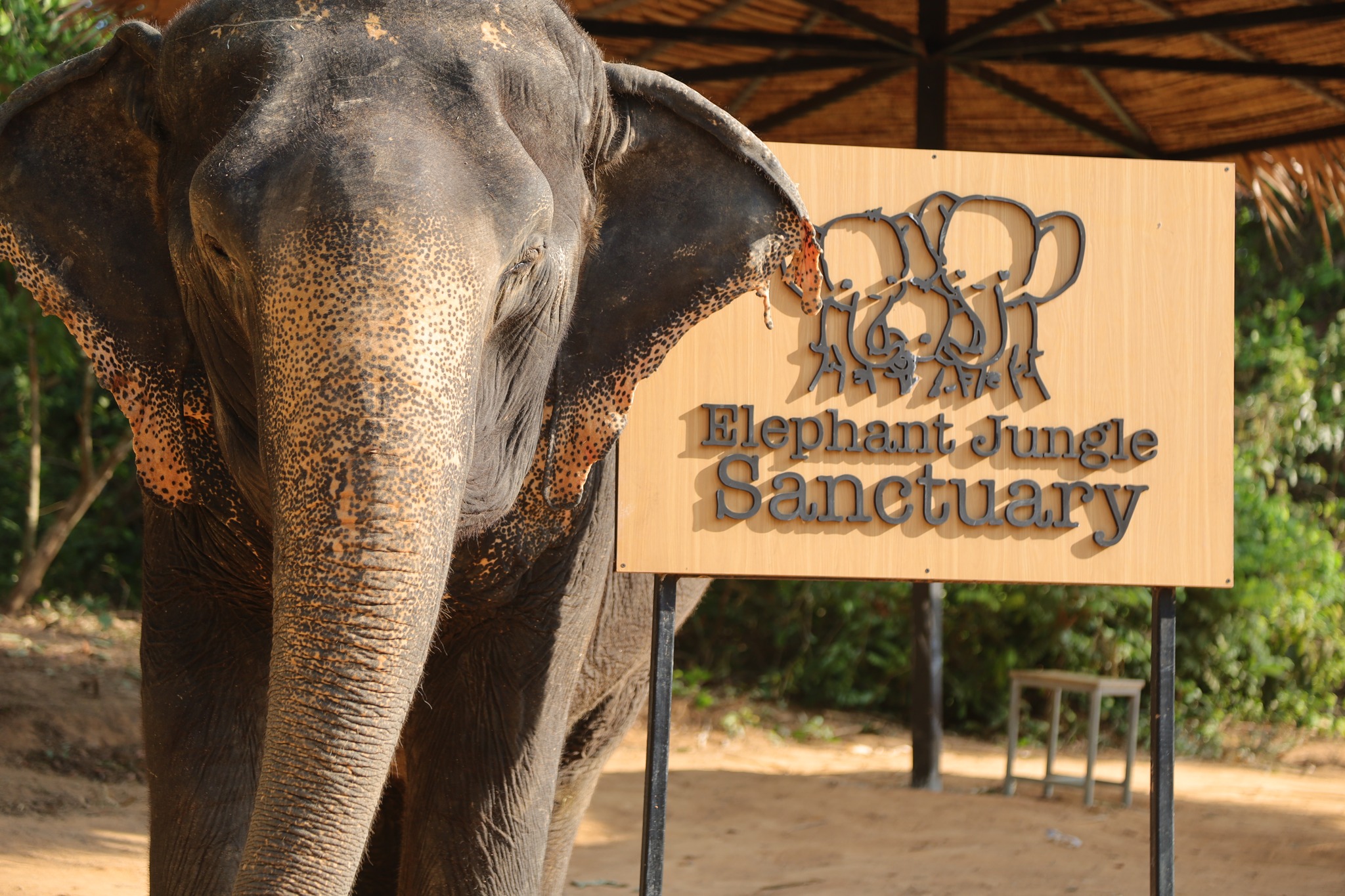 [기프티콘 이벤트] 푸켓 코끼리 보호 캠프(Elephant Jungle Sanctuary) 방문 - 상품 이미지