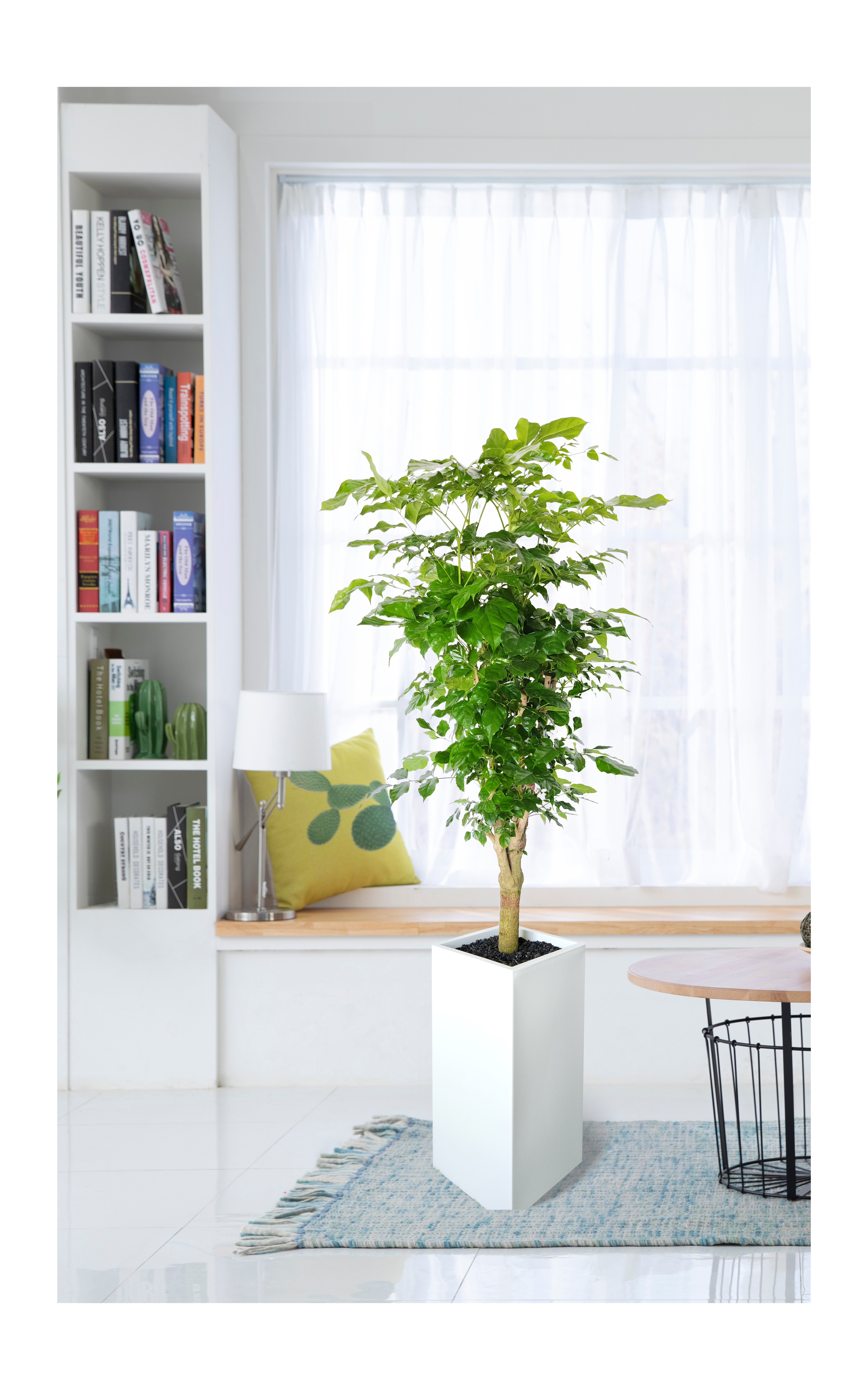 녹보수 대품 개업 이취임 승진난 개업식 축하화분 공기정화식물 사무실 이전 전국배송