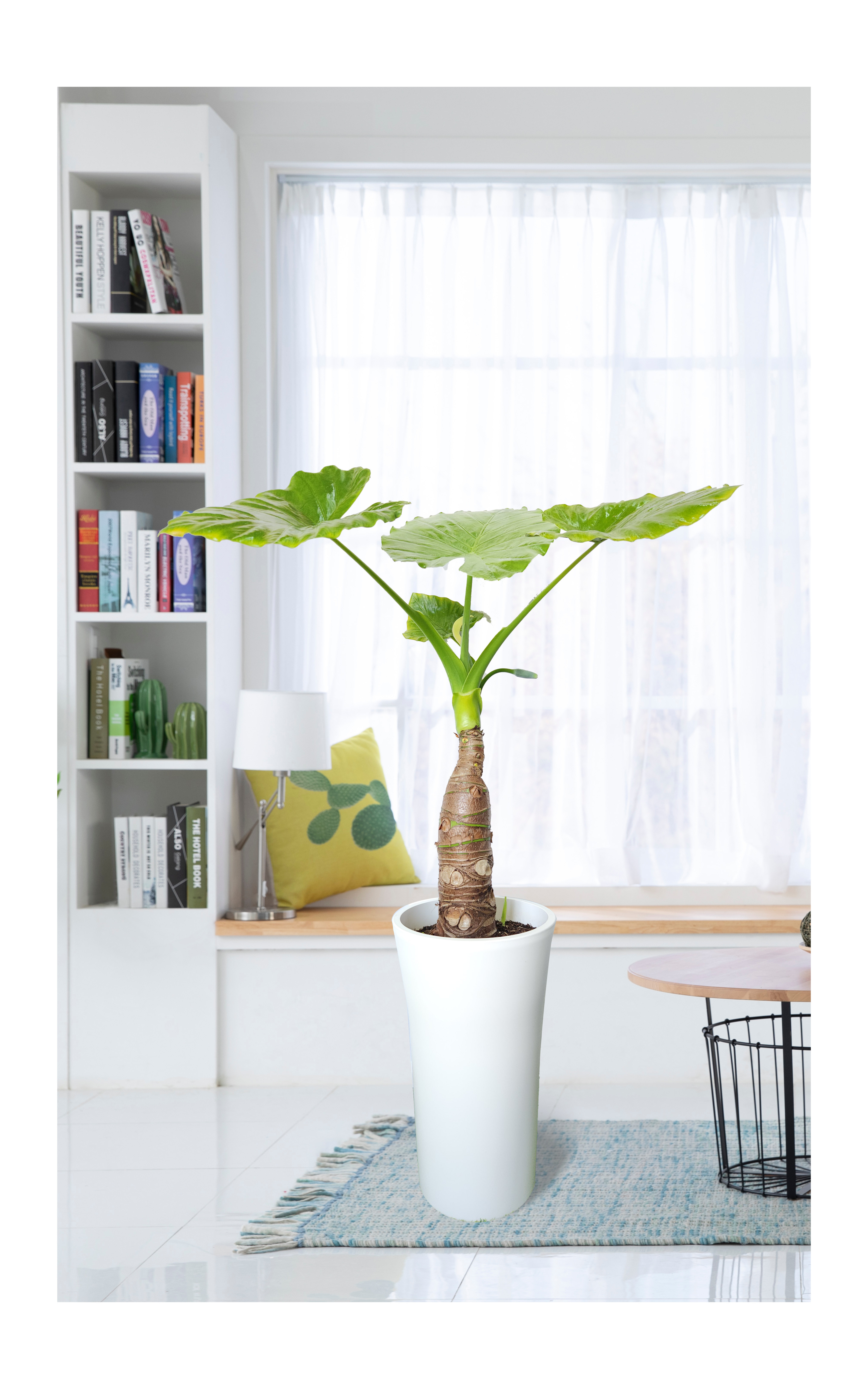 알로카시아 대품 개업 이취임 승진난 개업식 축하화분 공기정화식물 사무실 이전 전국배송