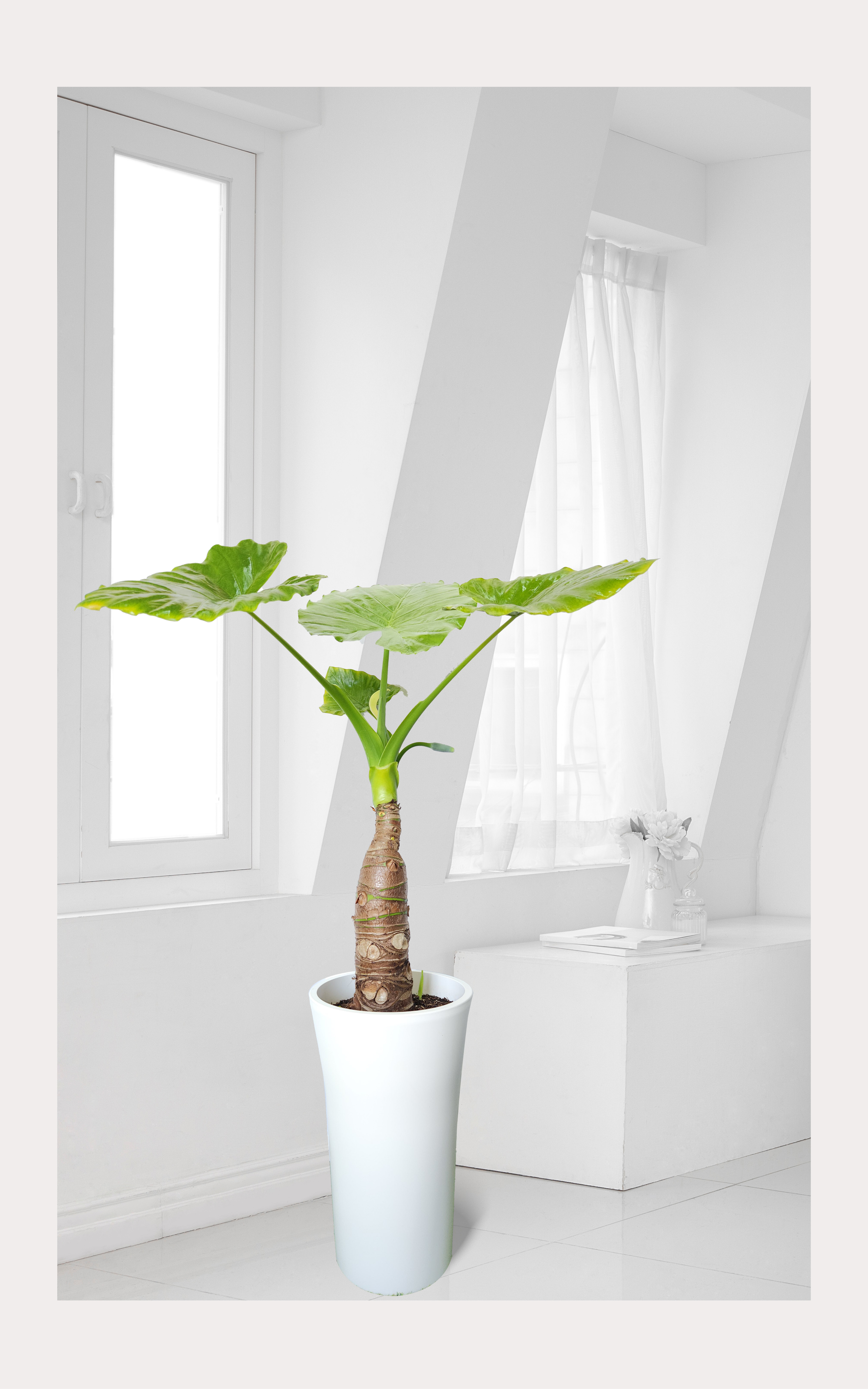 알로카시아 대품 개업 이취임 승진난 개업식 축하화분 공기정화식물 사무실 이전 전국배송