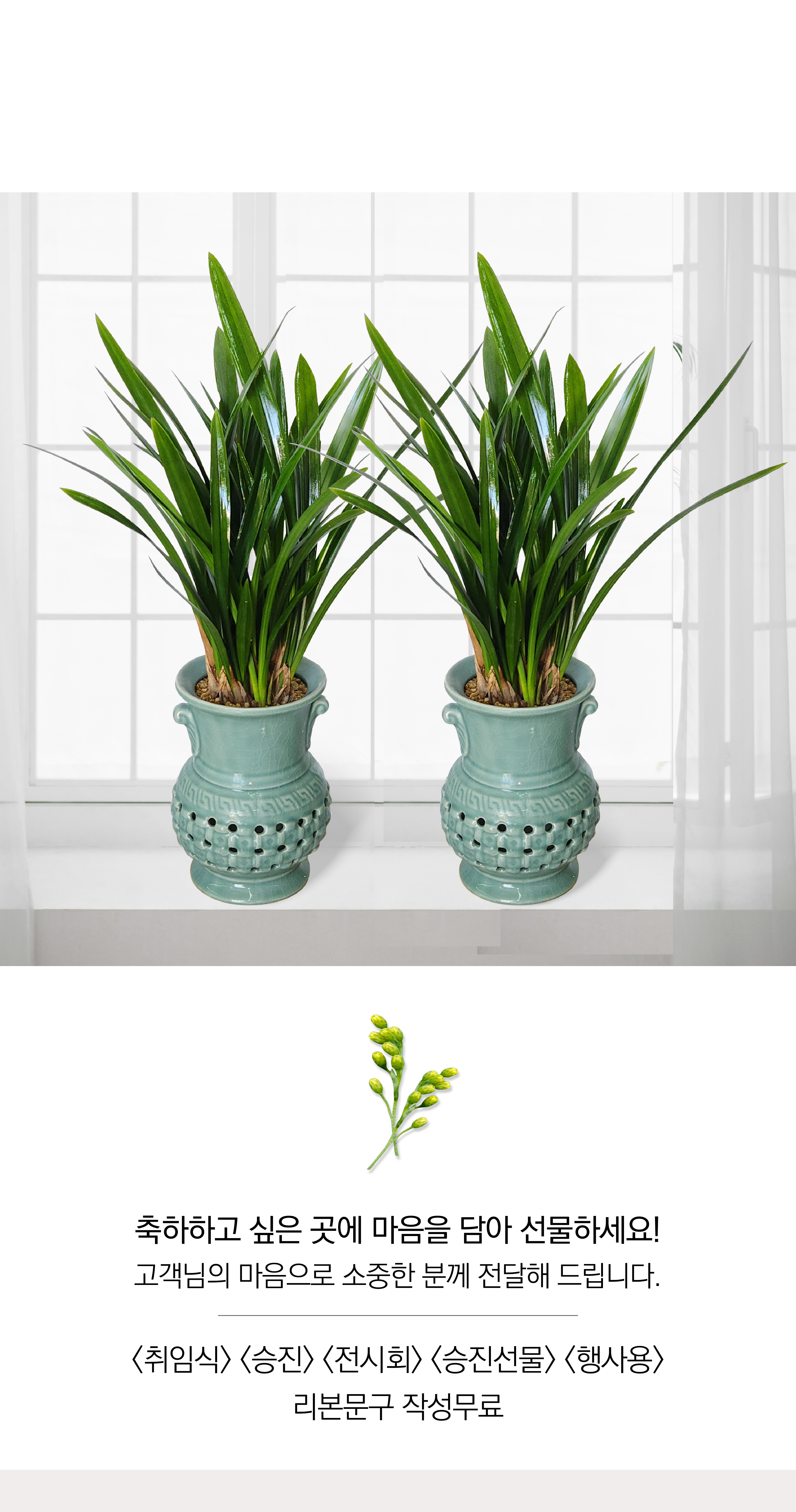 동양란 산천보세 투각분 개업 이취임 승진난 개업식 축하화분 서양란 사무실 이전 전국배송