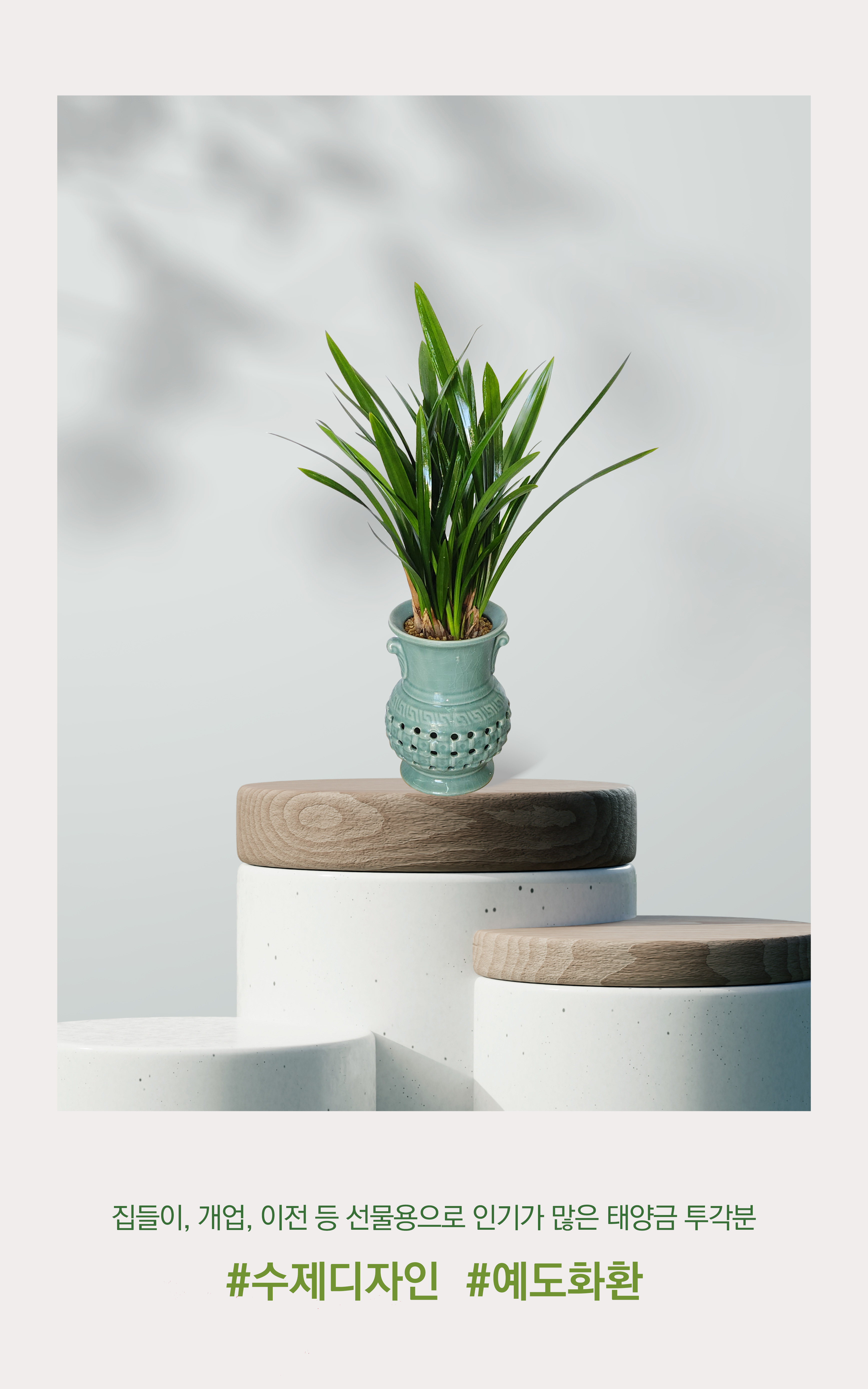 동양란 산천보세 투각분 개업 이취임 승진난 개업식 축하화분 서양란 사무실 이전 전국배송