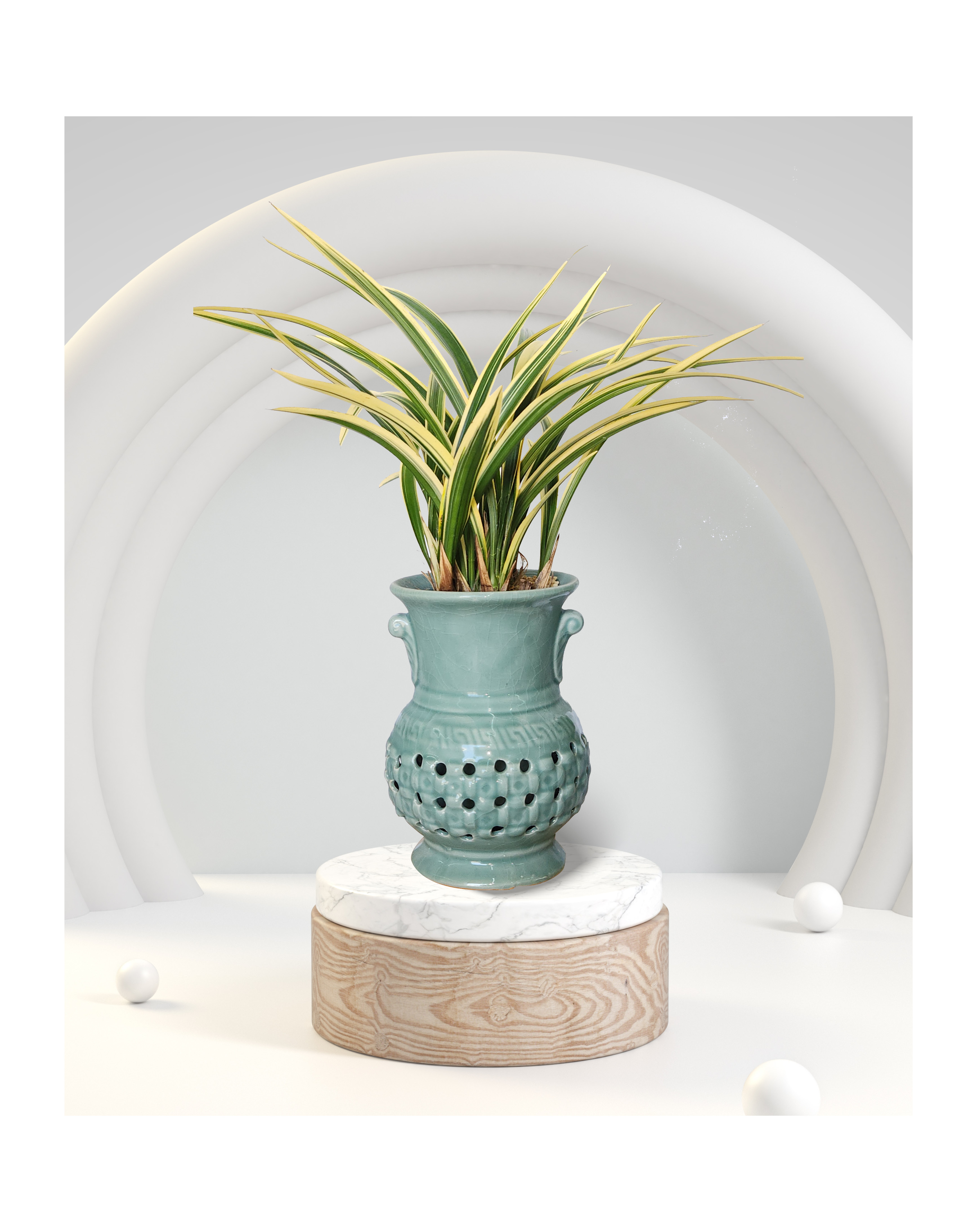 동양란 황금일향 투각분 개업 이취임 승진난 개업식 축하화분 서양란 사무실 이전 전국배송