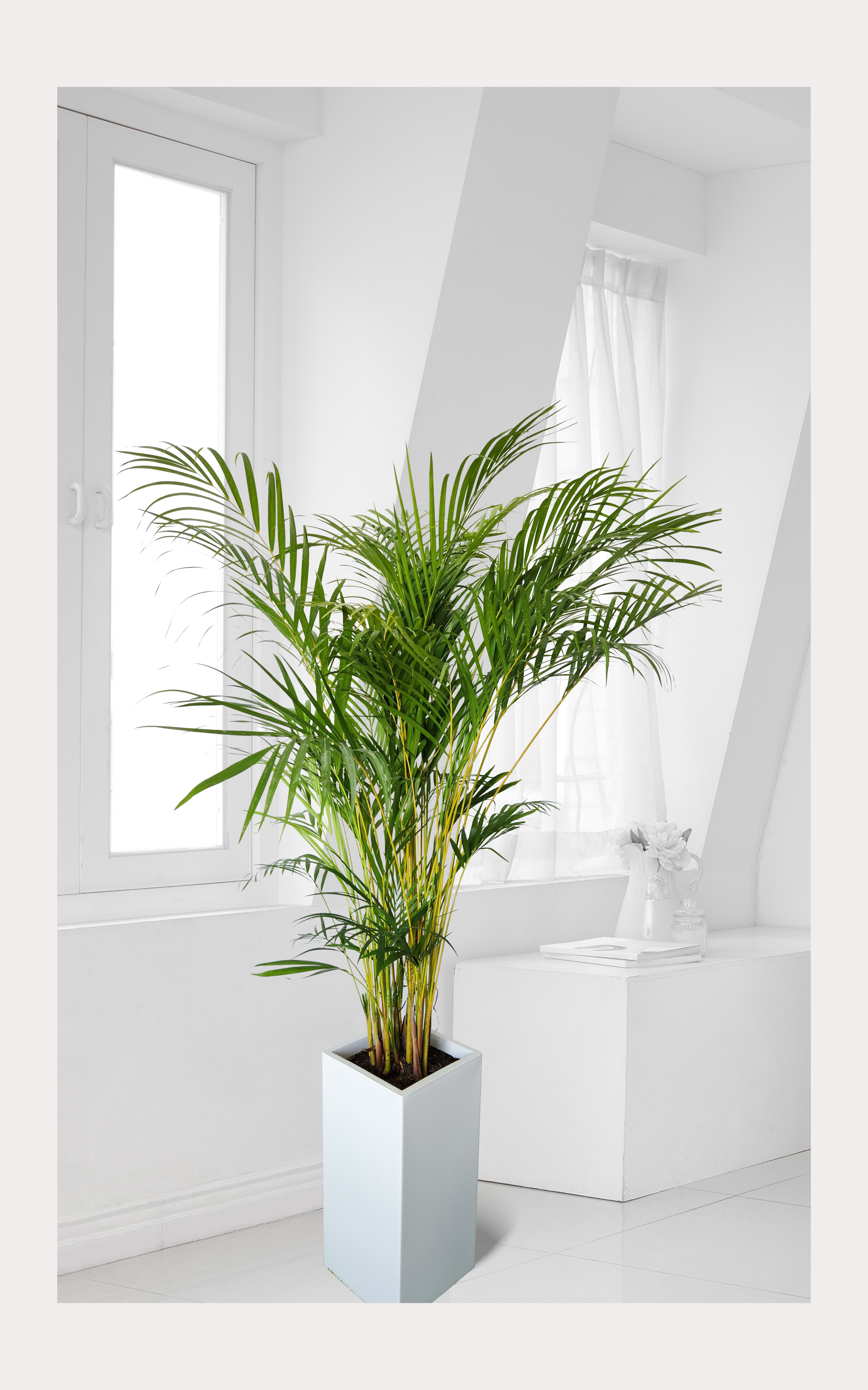 아레카야자 대품 개업 이취임 승진난 개업식 축하화분 공기정화식물 사무실 이전 전국배송