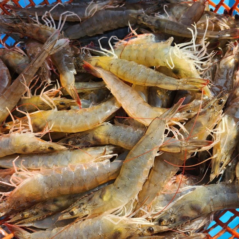 신안 활 흰다리새우 대하 500g 1kg 제철 생새우