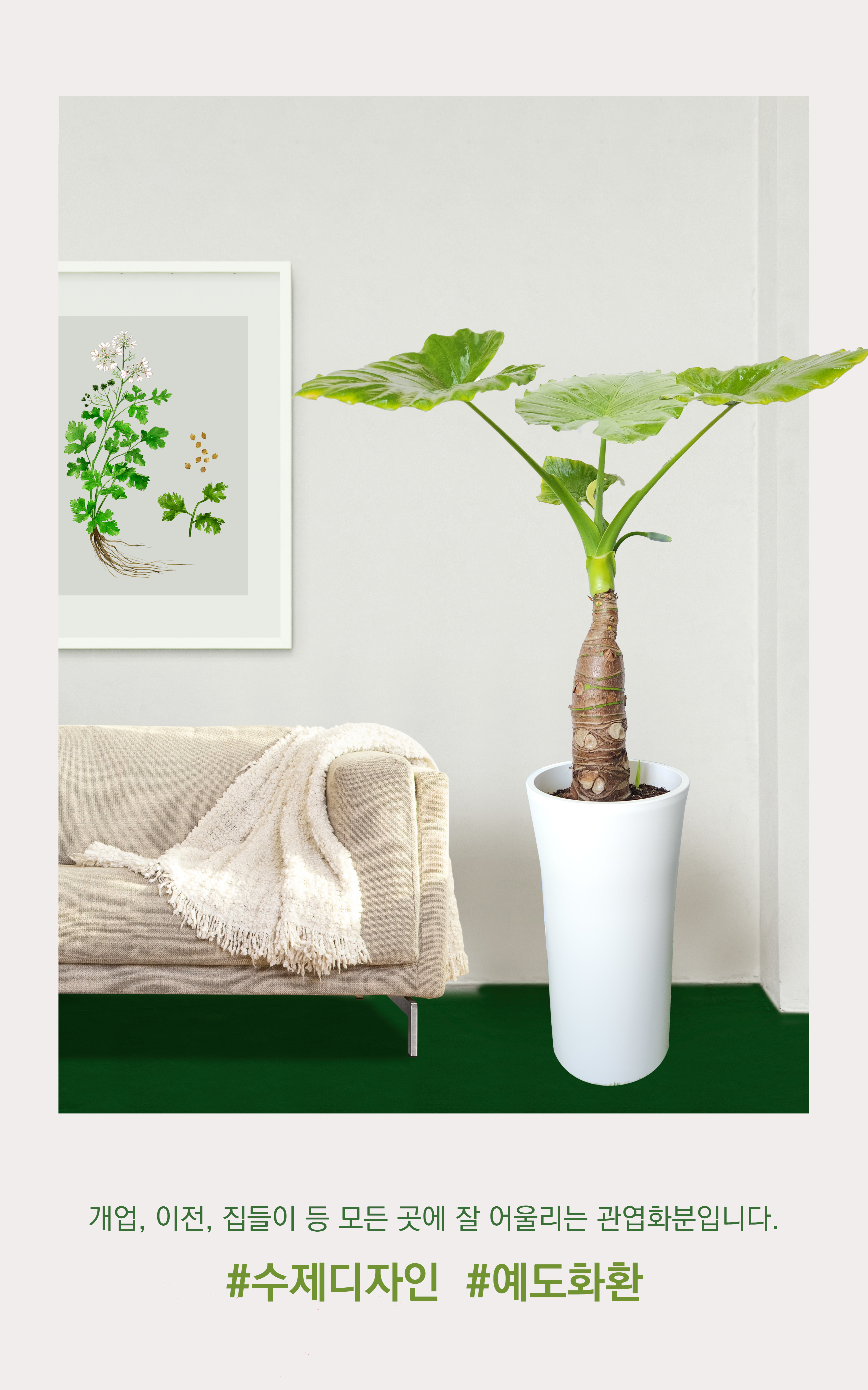 알로카시아 대품 개업 이취임 승진난 개업식 축하화분 공기정화식물 사무실 이전 전국배송