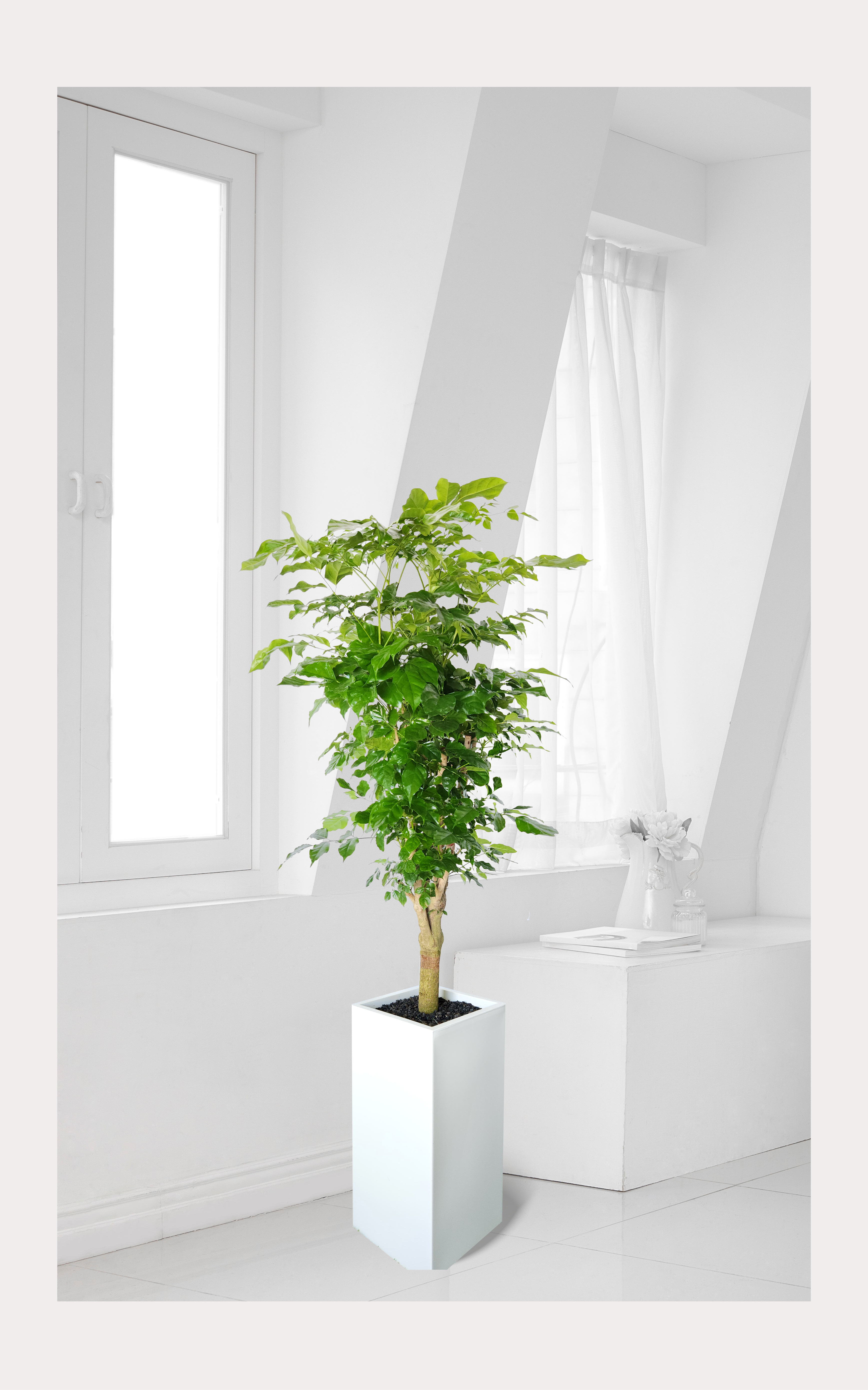 녹보수 대품 개업 이취임 승진난 개업식 축하화분 공기정화식물 사무실 이전 전국배송