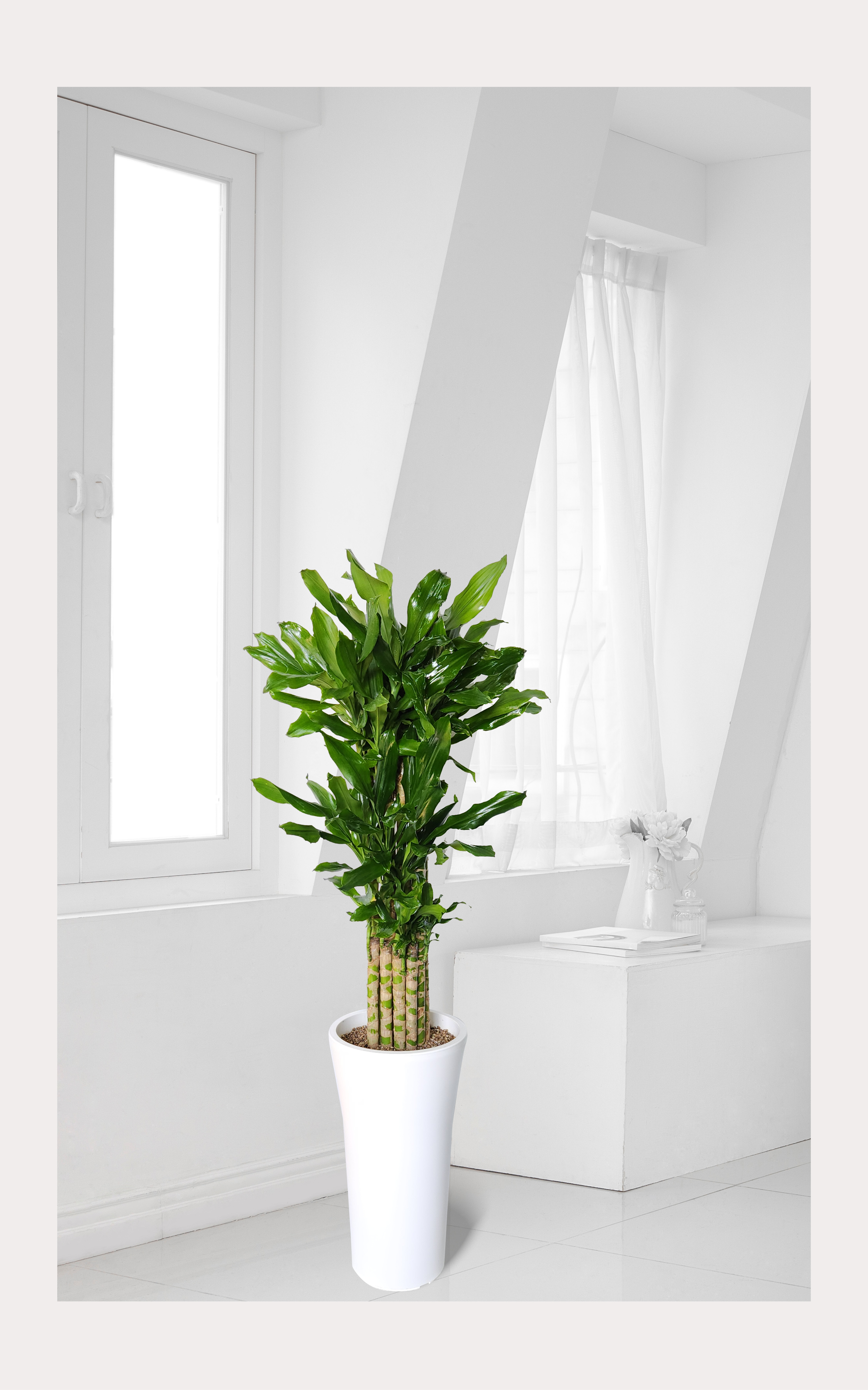 황금죽 대품 개업 이취임 승진난 개업식 축하화분 공기정화식물 사무실 이전 전국배송