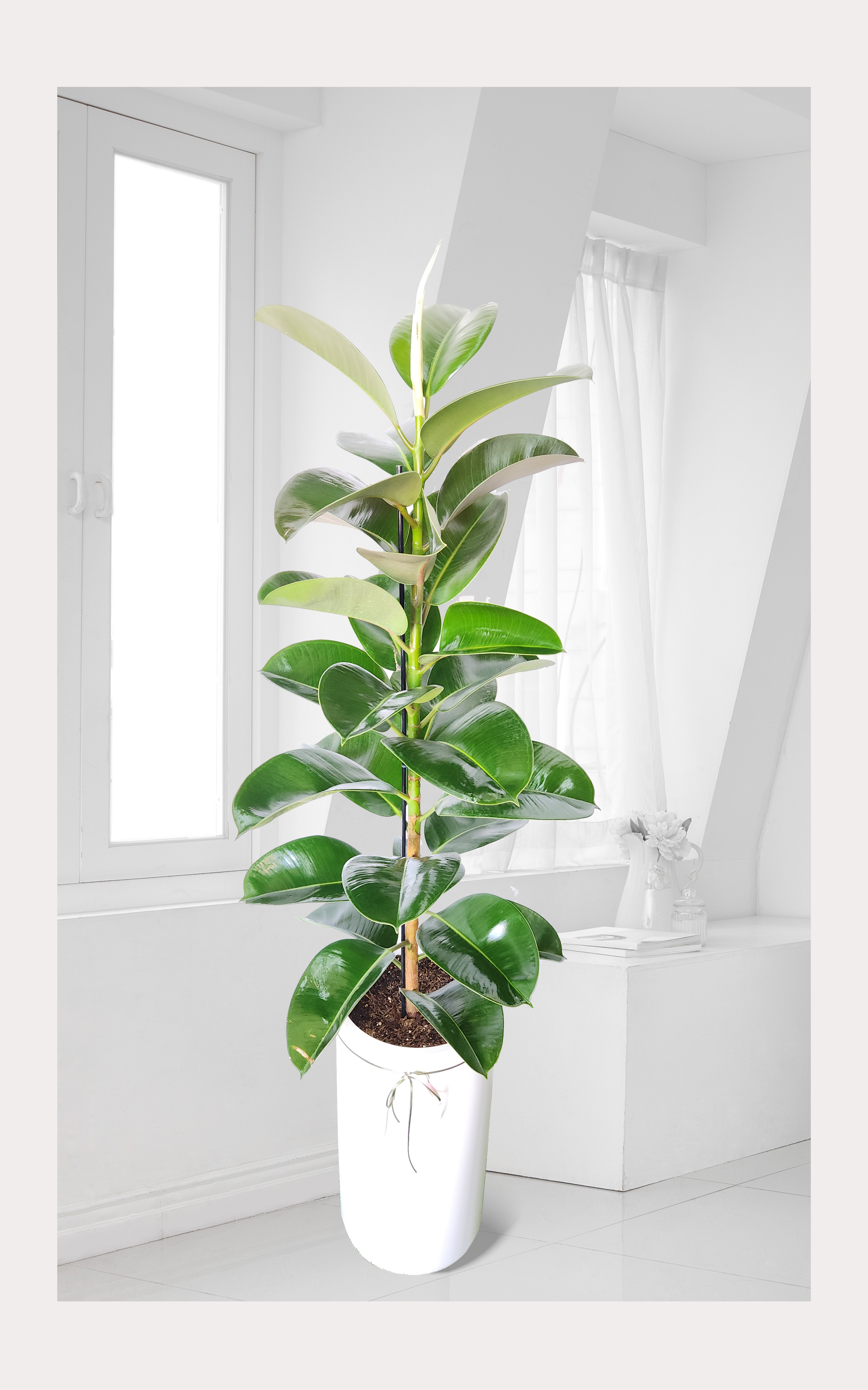 고무나무 대품 개업 이취임 승진난 개업식 축하화분 공기정화식물 사무실 이전 전국배송