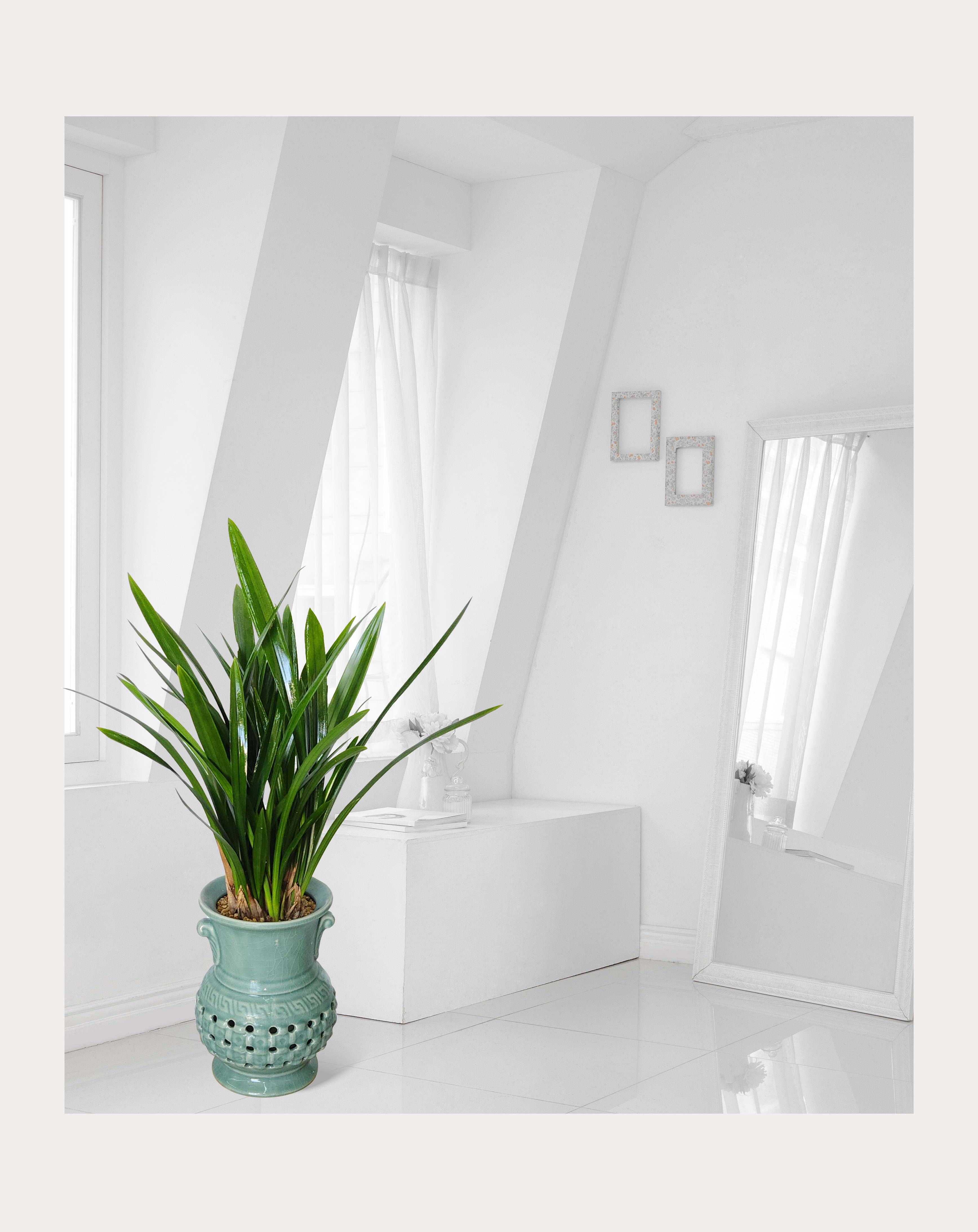 동양란 산천보세 투각분 개업 이취임 승진난 개업식 축하화분 서양란 사무실 이전 전국배송