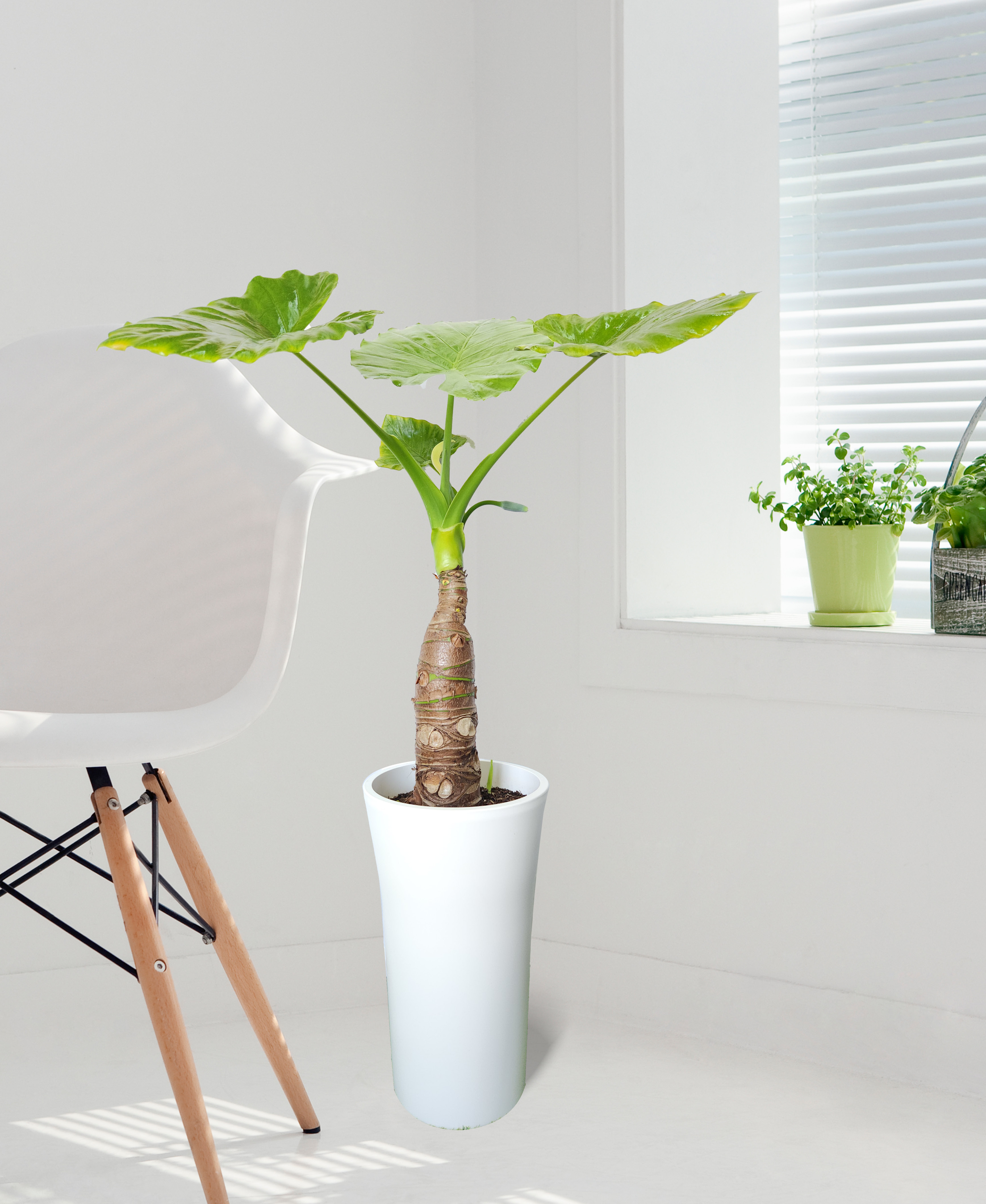 알로카시아 대품 개업 이취임 승진난 개업식 축하화분 공기정화식물 사무실 이전 전국배송